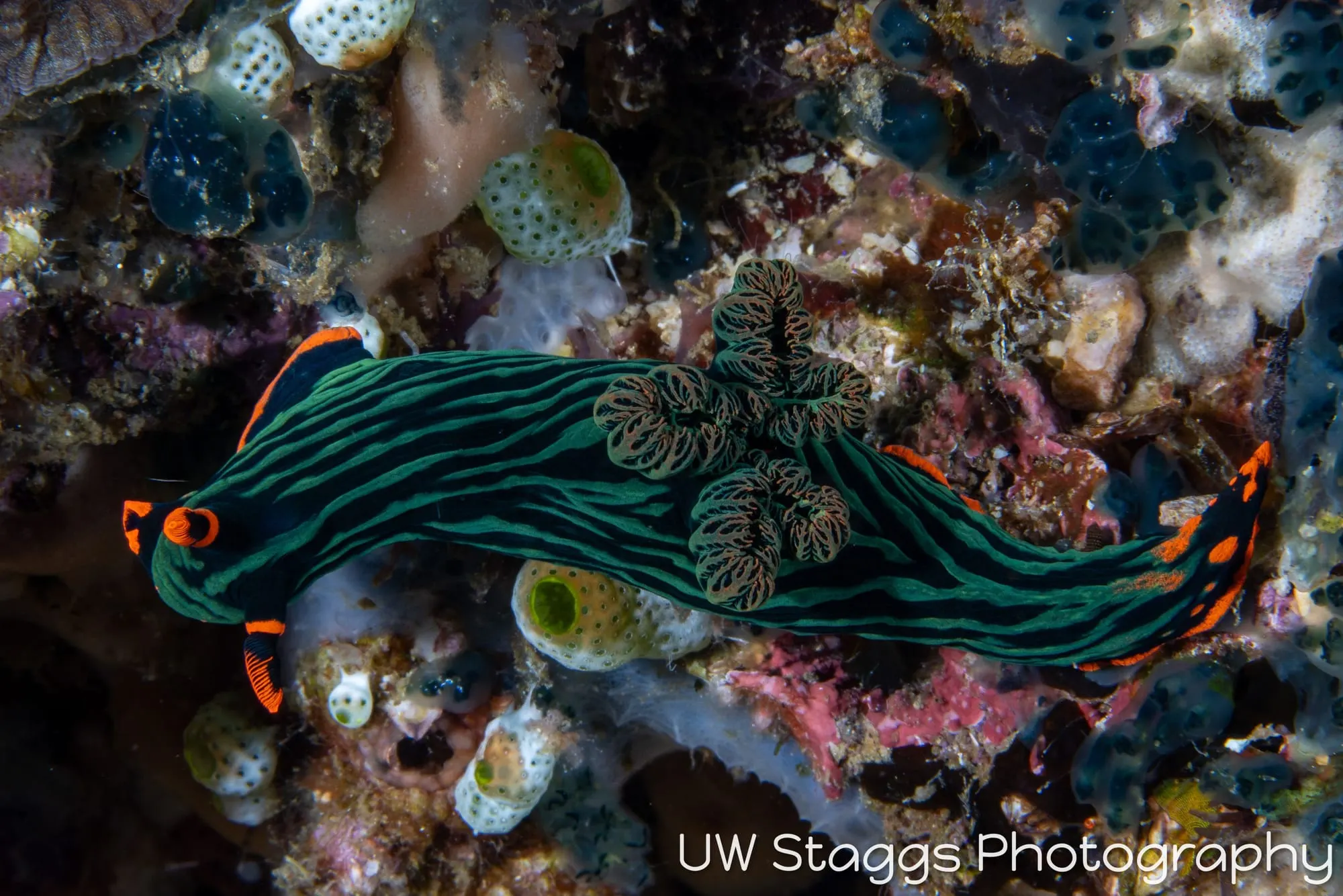 Tunicate — Anilao, Philippines