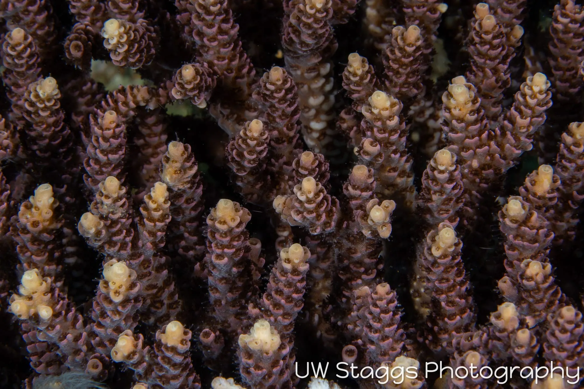 Reef Scene — Anilao, Philippines