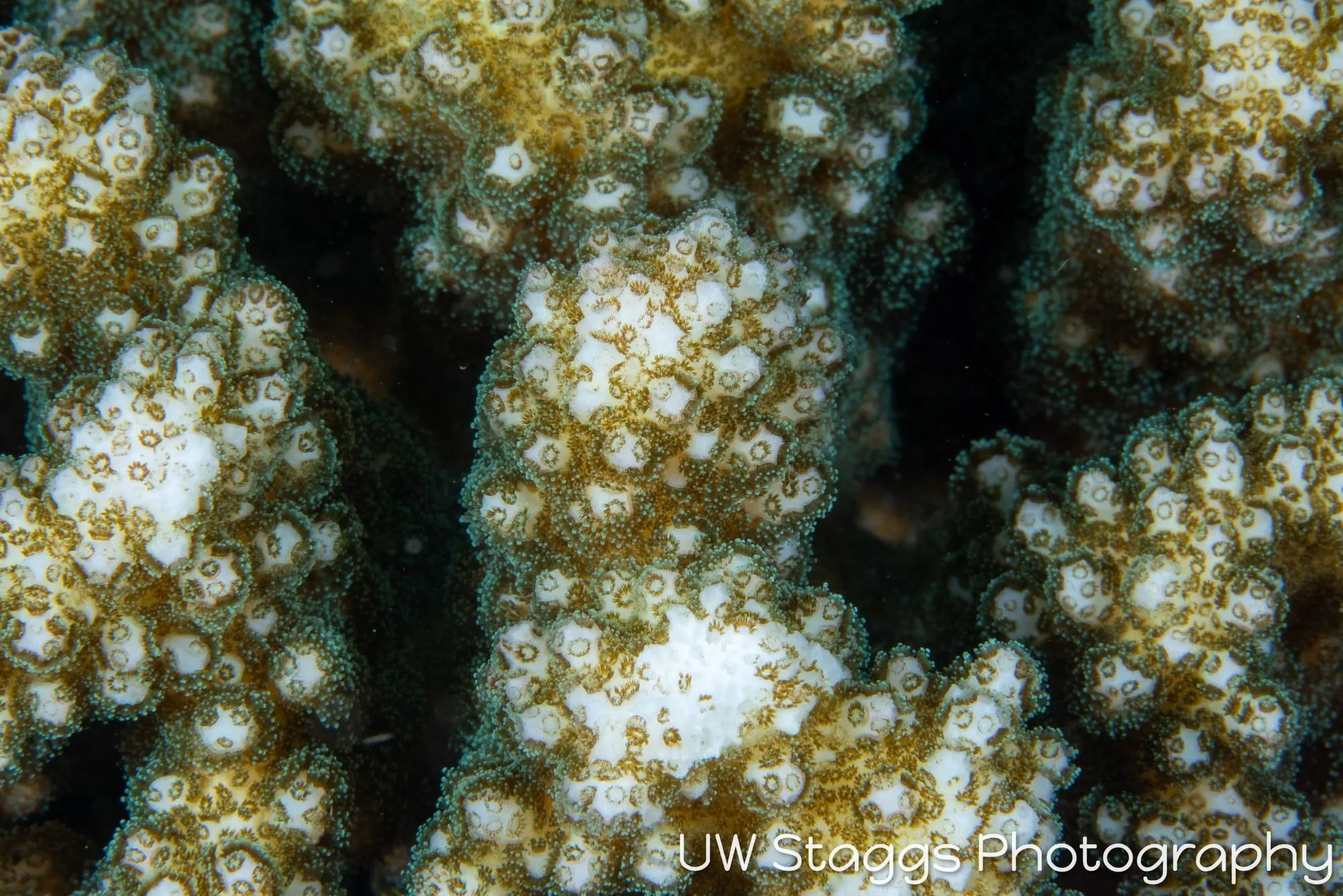 Reef Scene — Anilao, Philippines