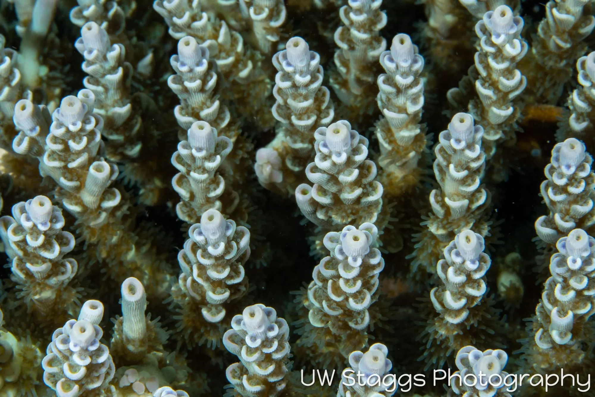 Coral Atoll — Anilao, Philippines