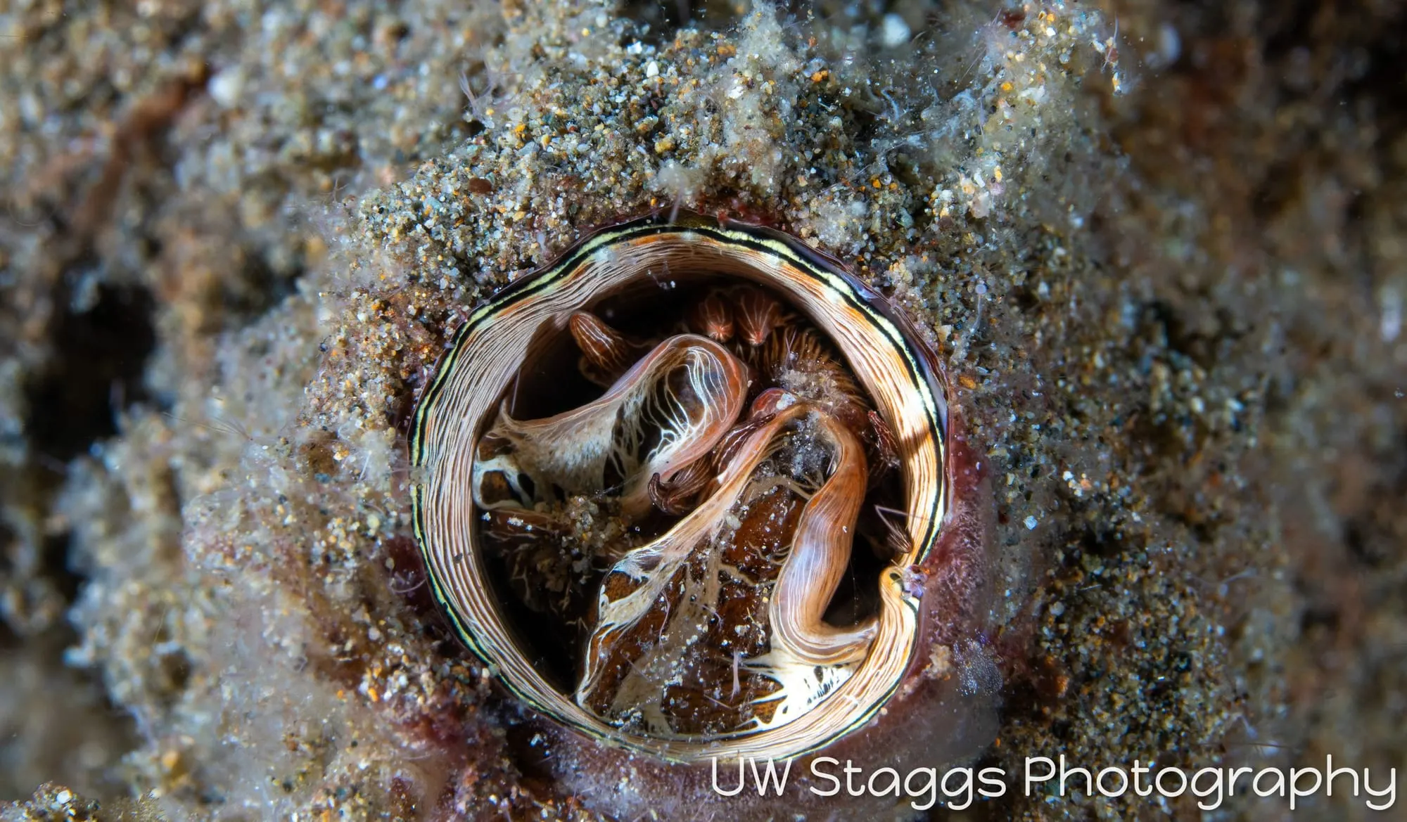 Tunicate — Anilao, Philippines
