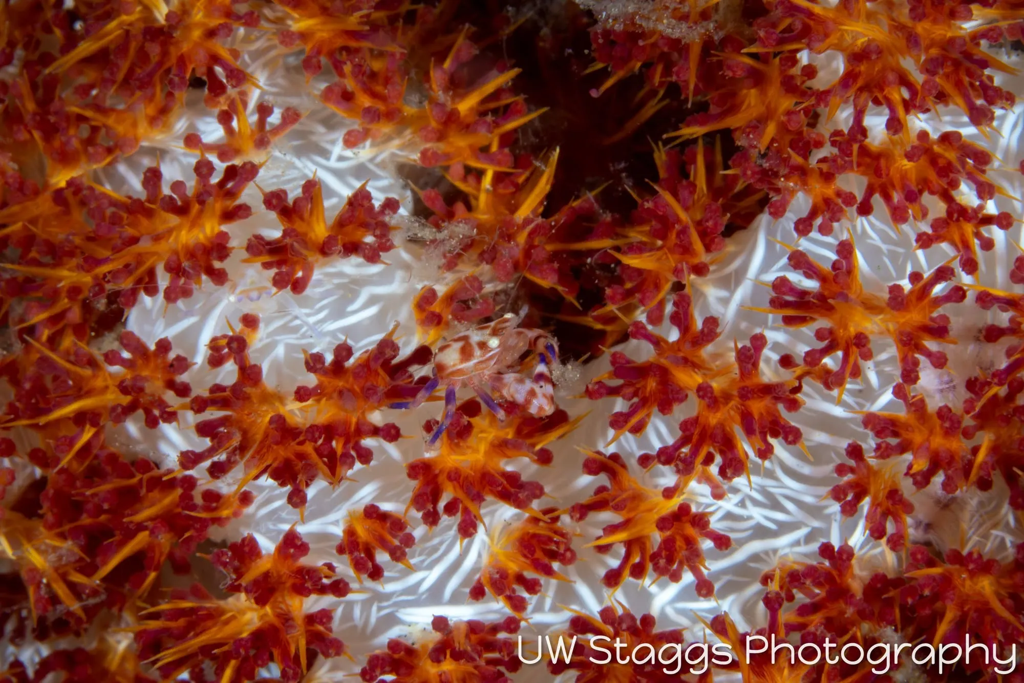 Shrimp — Anilao, Philippines