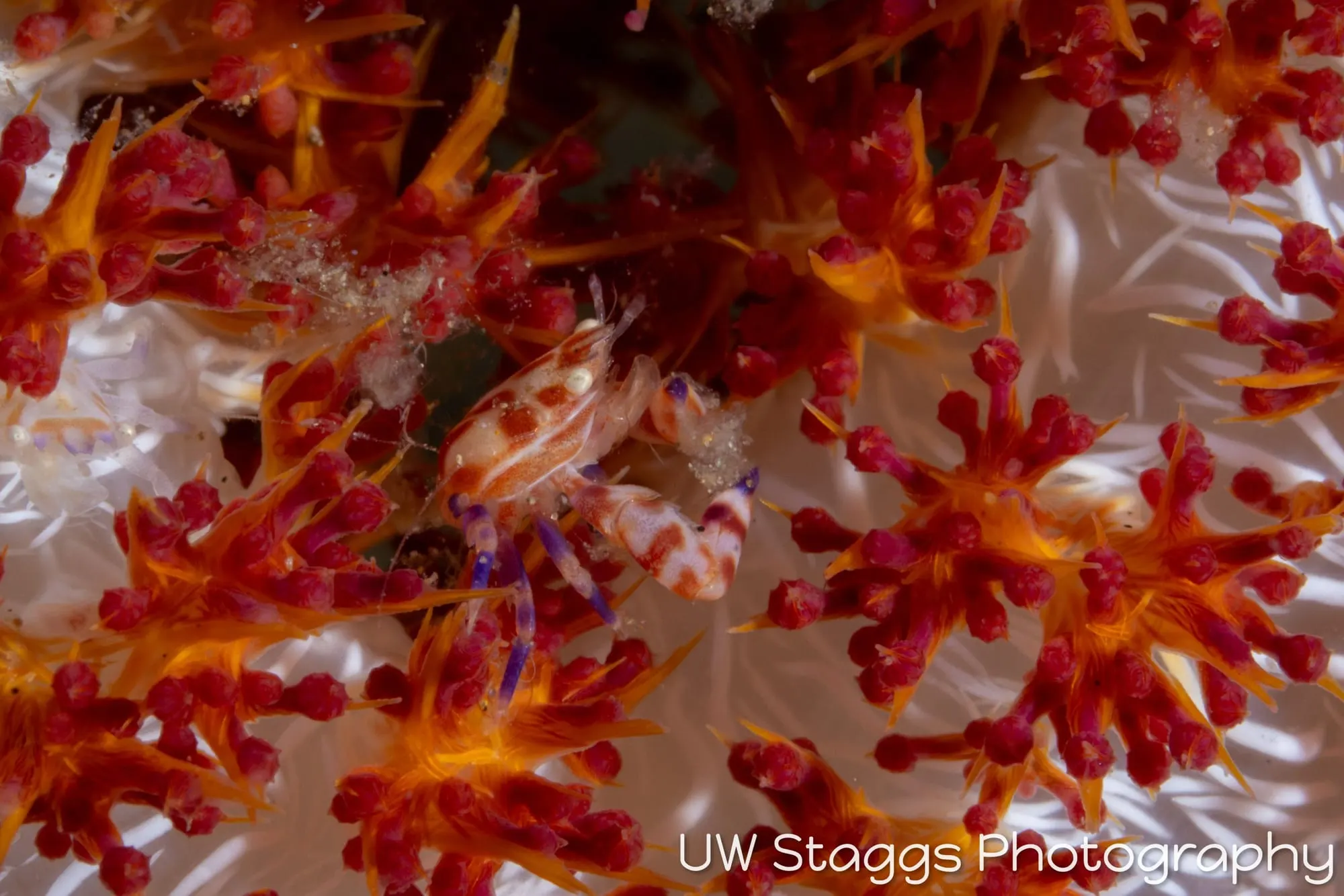 Shrimp — Anilao, Philippines