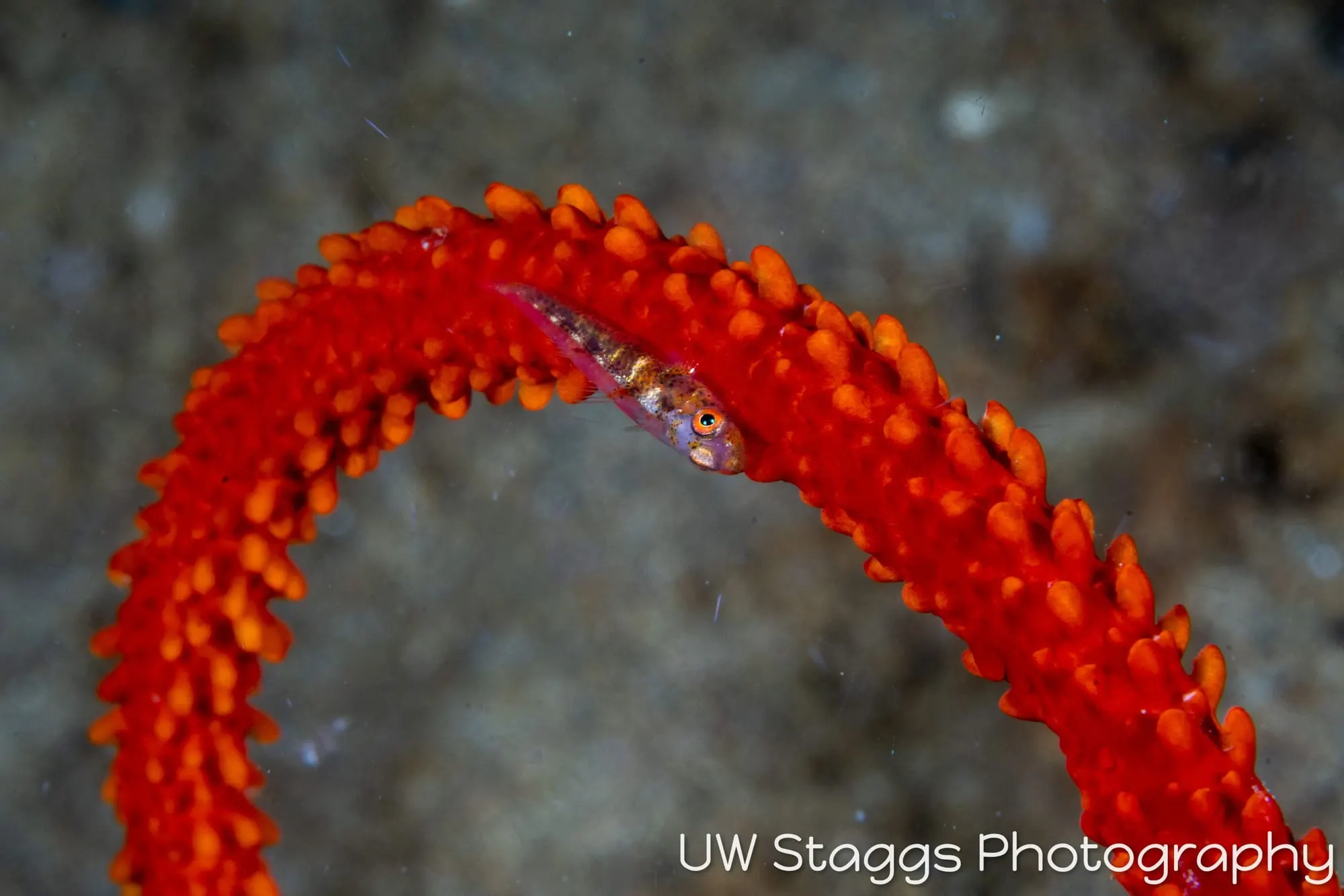 Tunicate — Anilao, Philippines