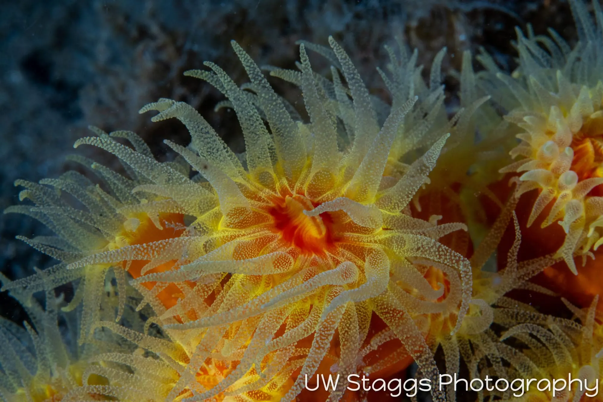Tunicate — Anilao, Philippines