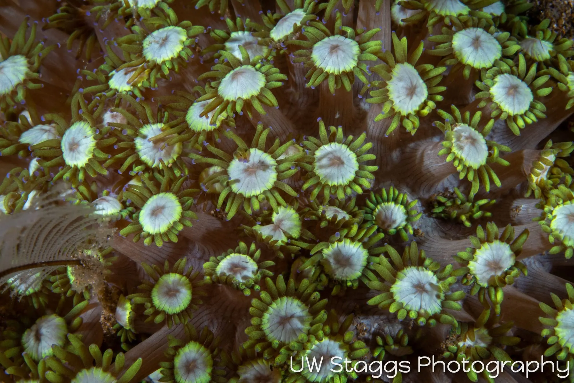 Reef Scene — Anilao, Philippines