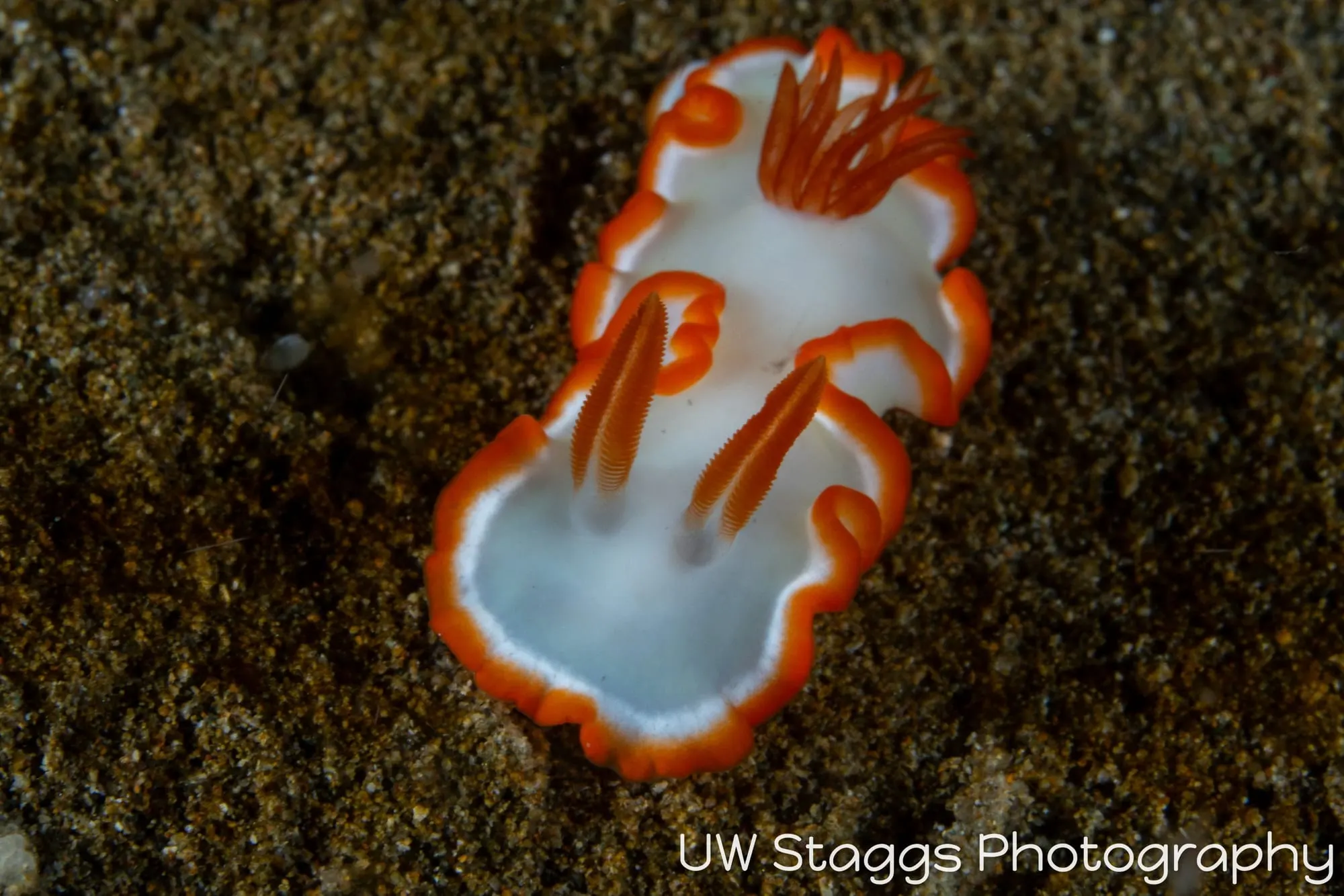 Tunicate — Anilao, Philippines