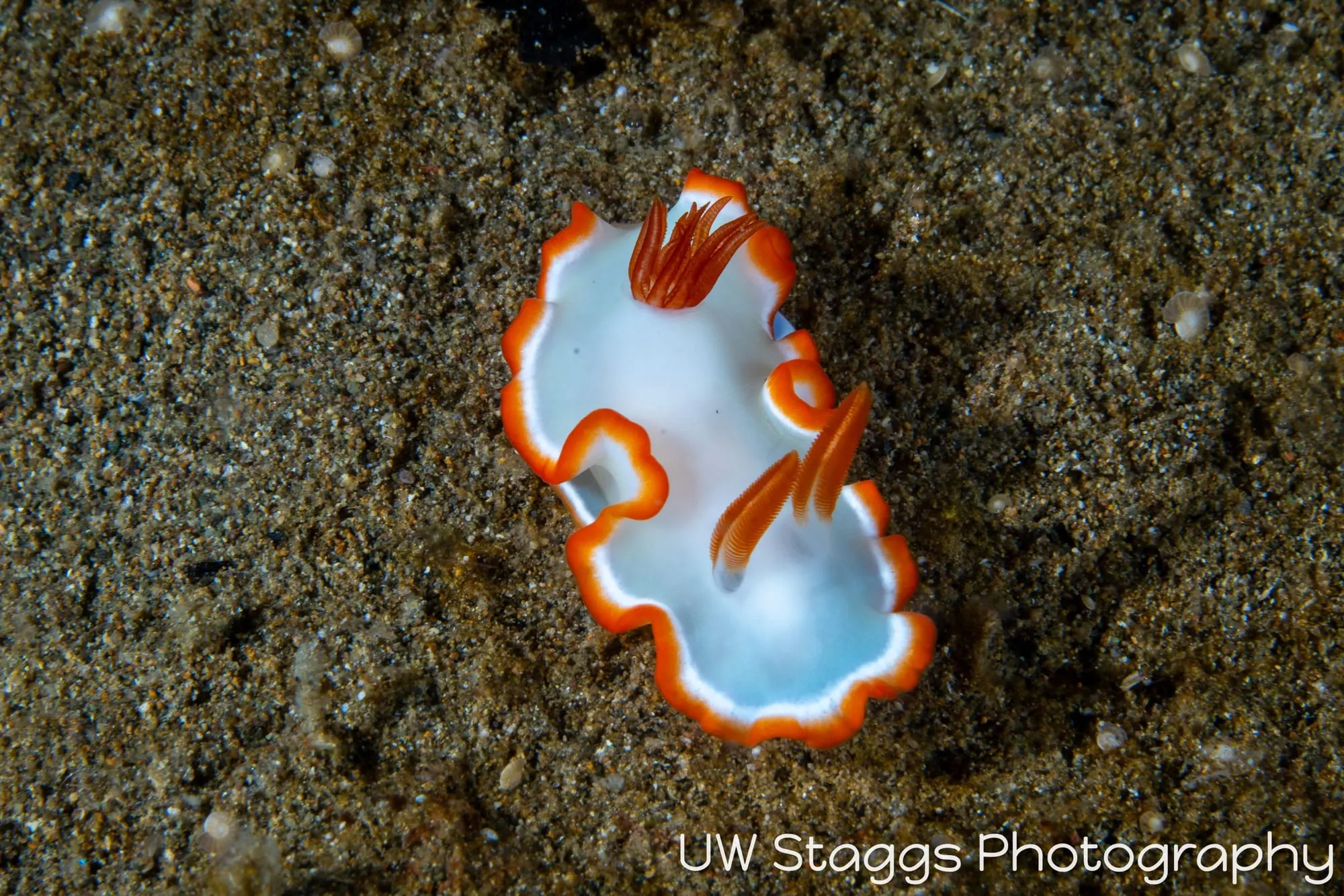 Clam — Anilao, Philippines