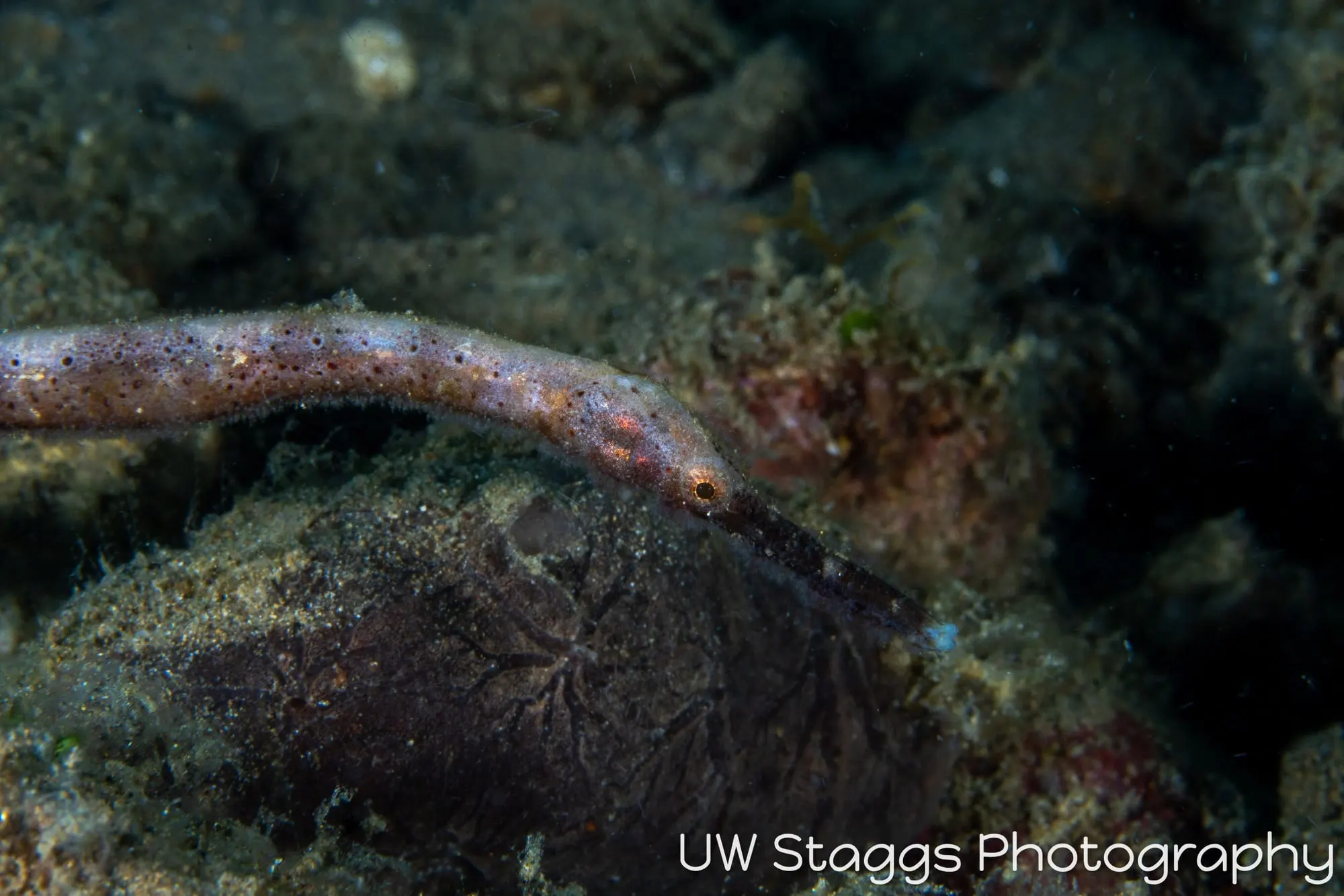 Seahorse — Anilao, Philippines