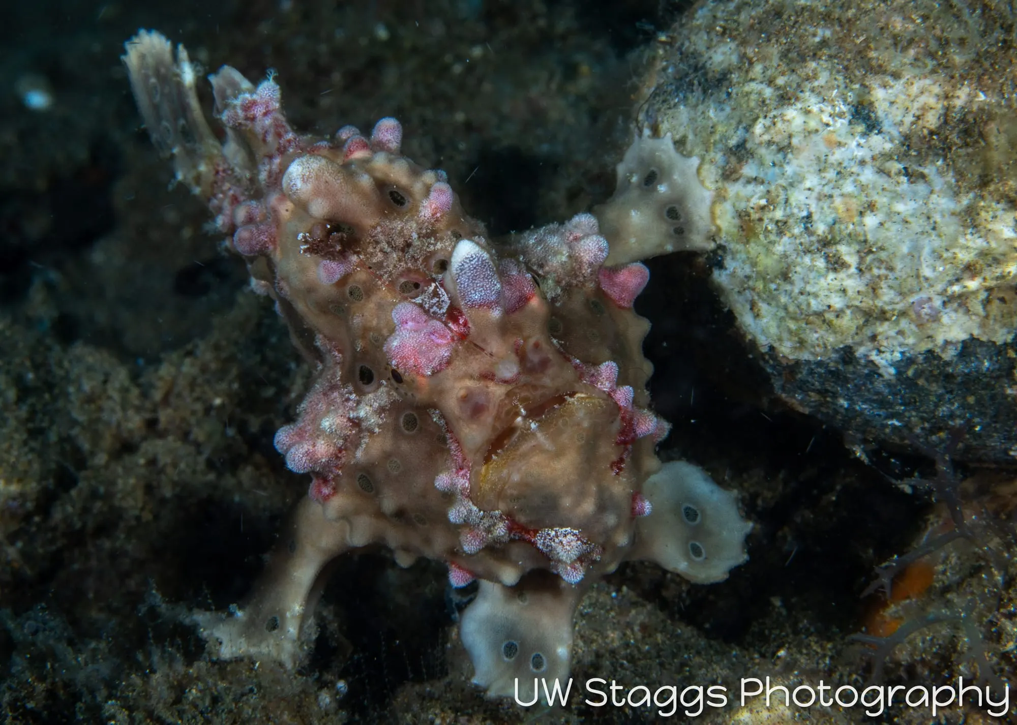 Octopus — Anilao, Philippines