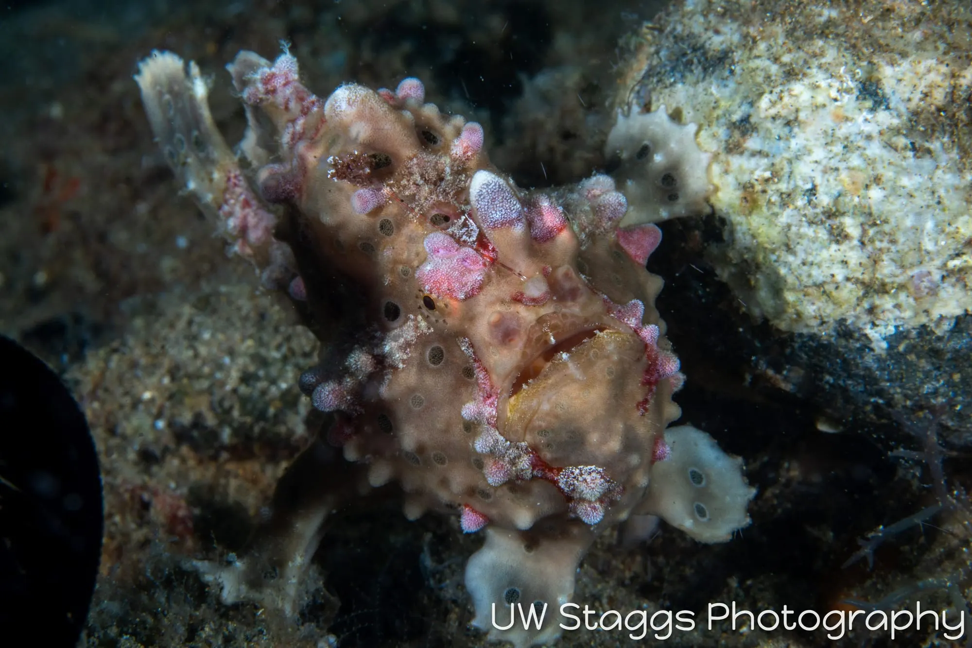 Octopus — Anilao, Philippines