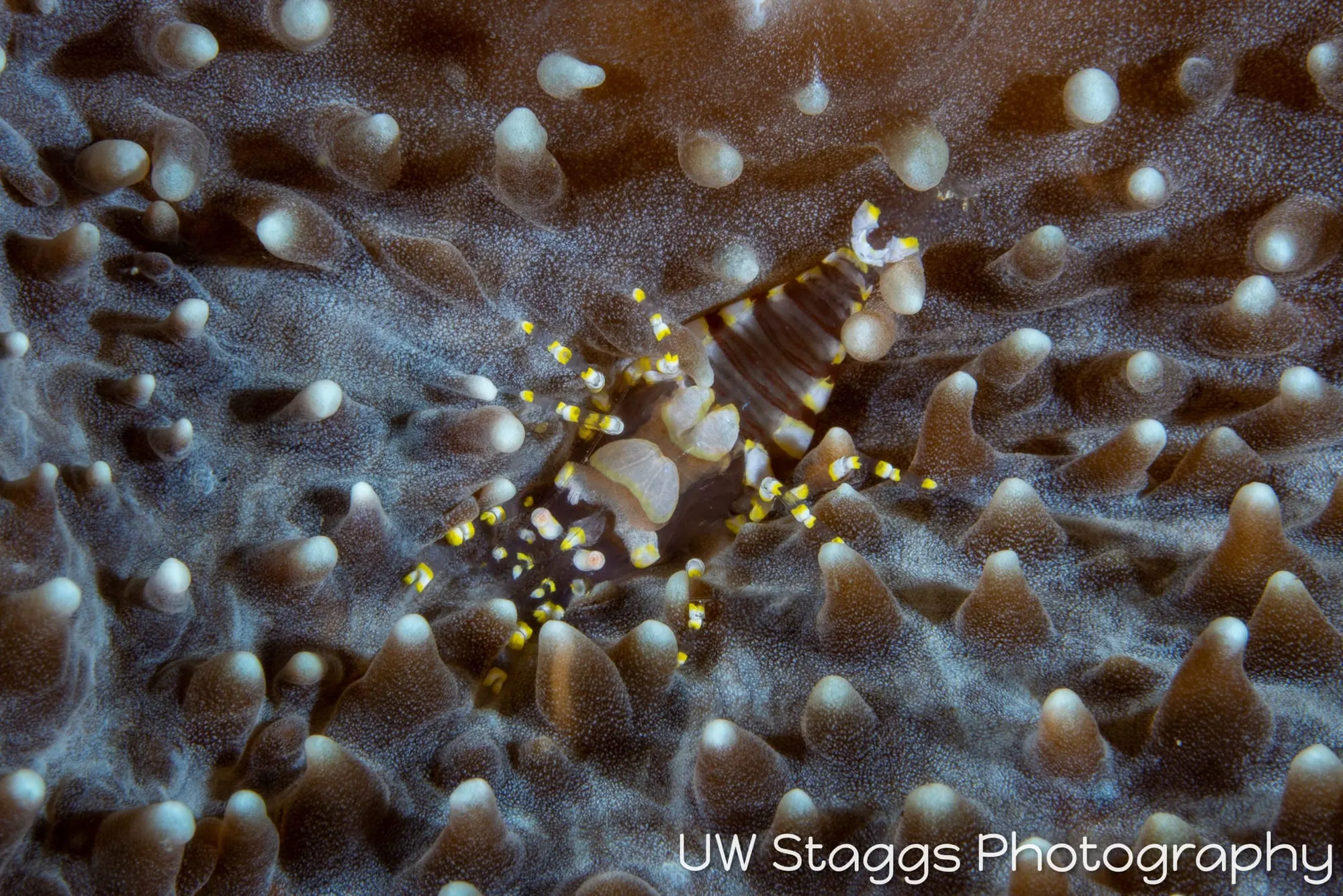 Shrimp — Anilao, Philippines