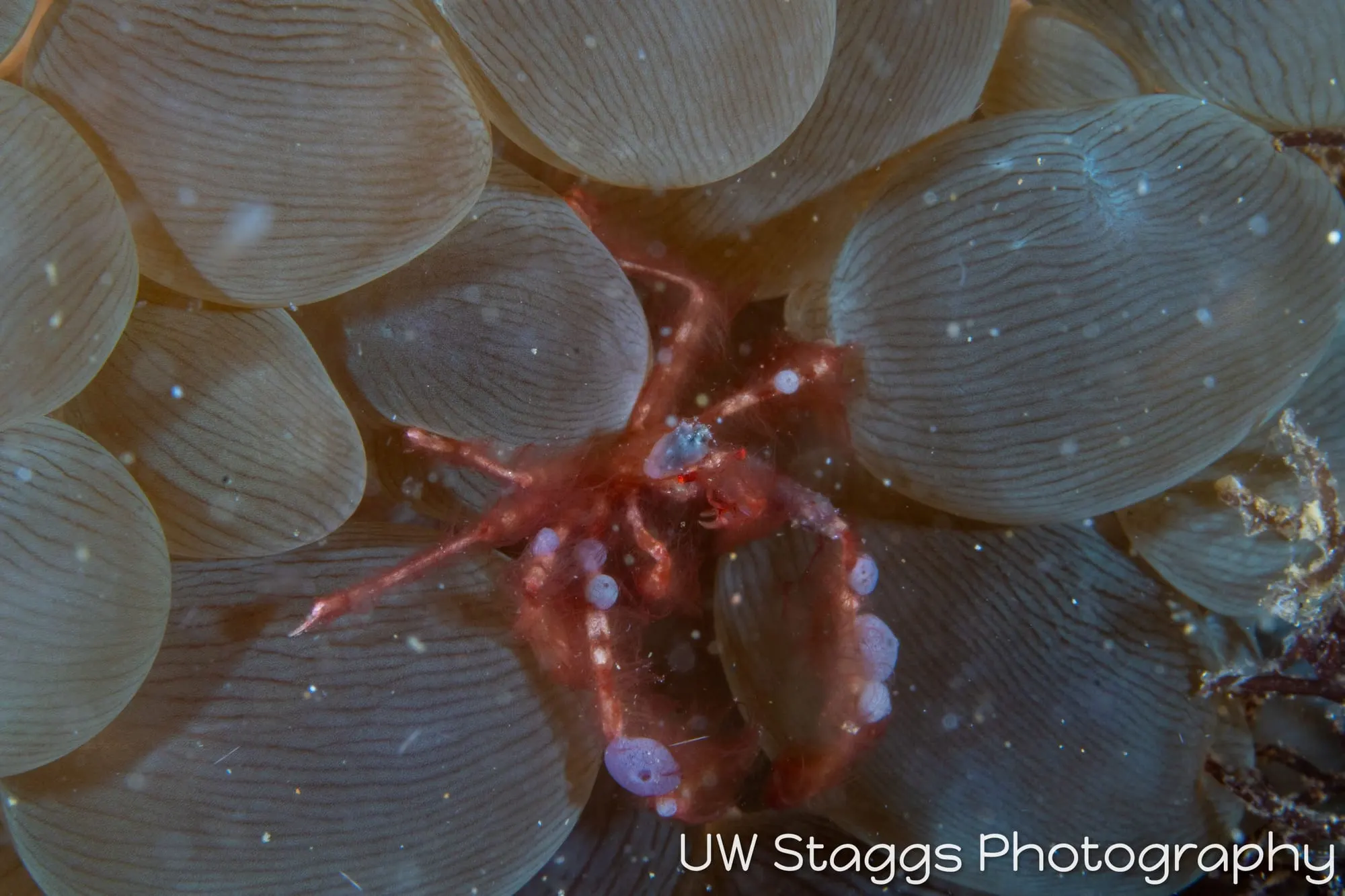 Shrimp — Anilao, Philippines