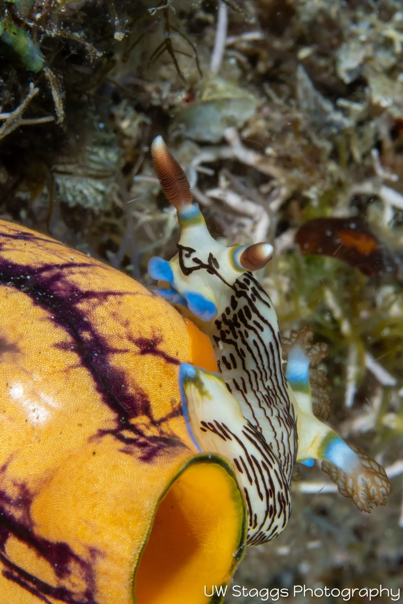 Tunicate — Anilao, Philippines
