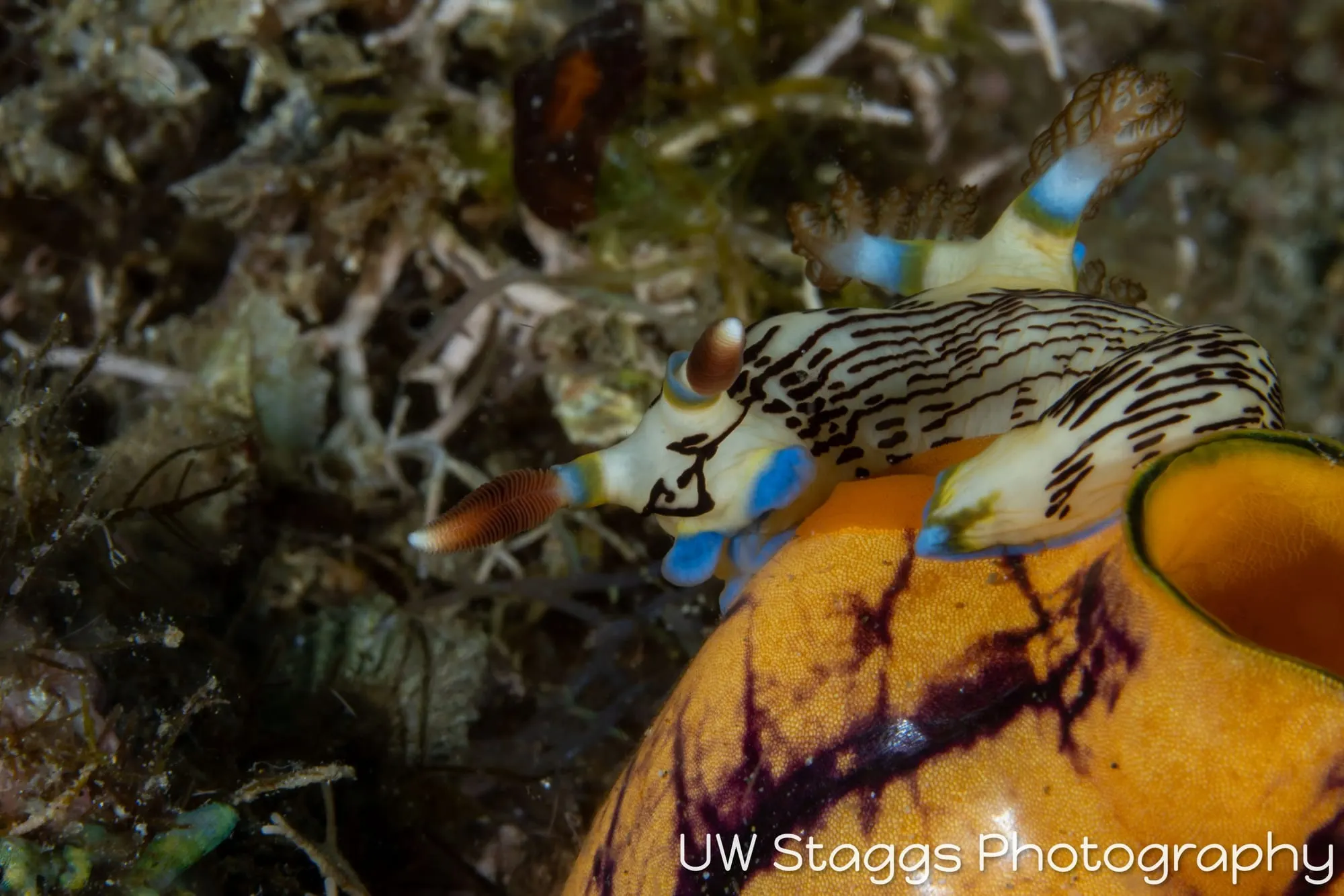 Tunicate — Anilao, Philippines