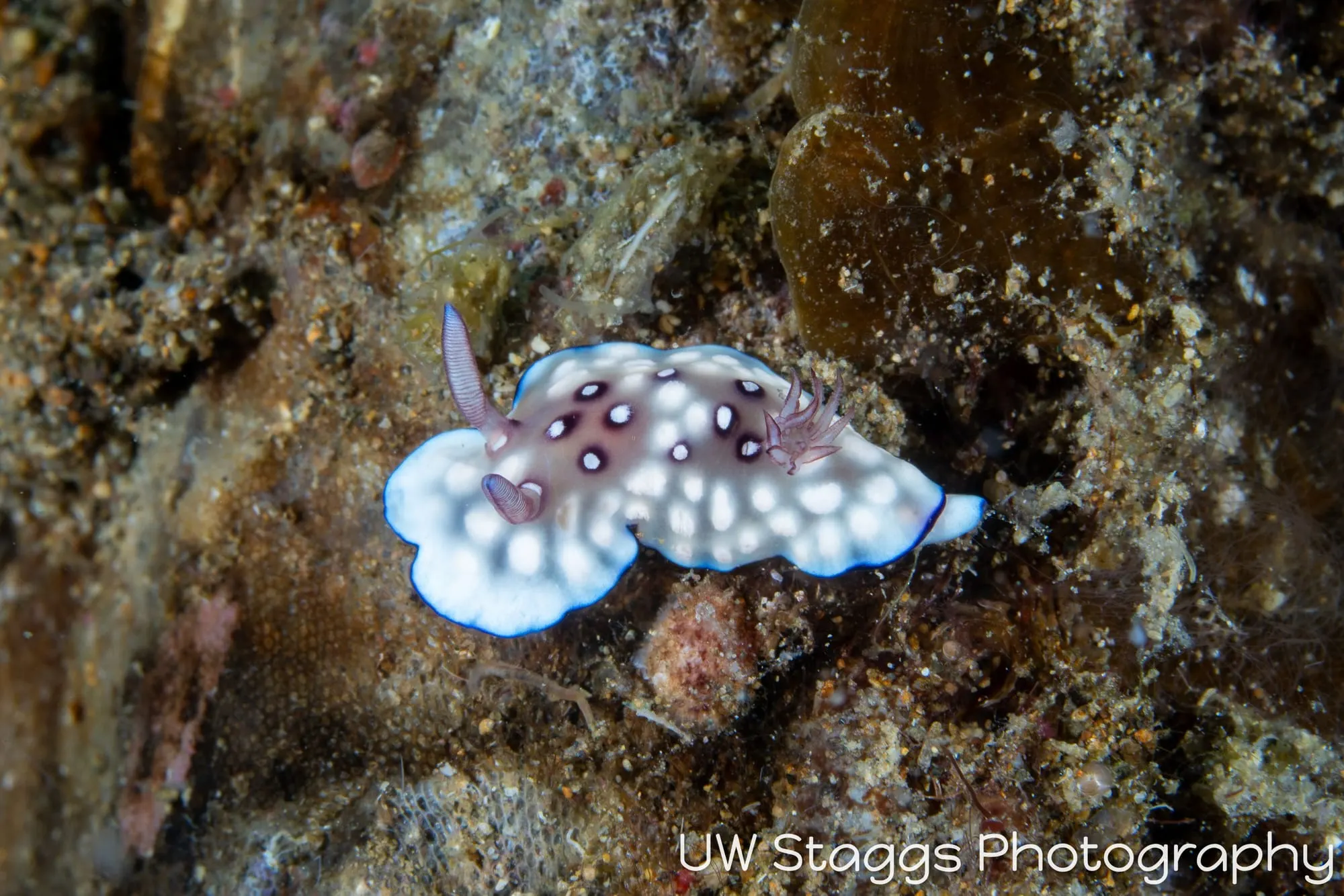 Reef Scene — Anilao, Philippines