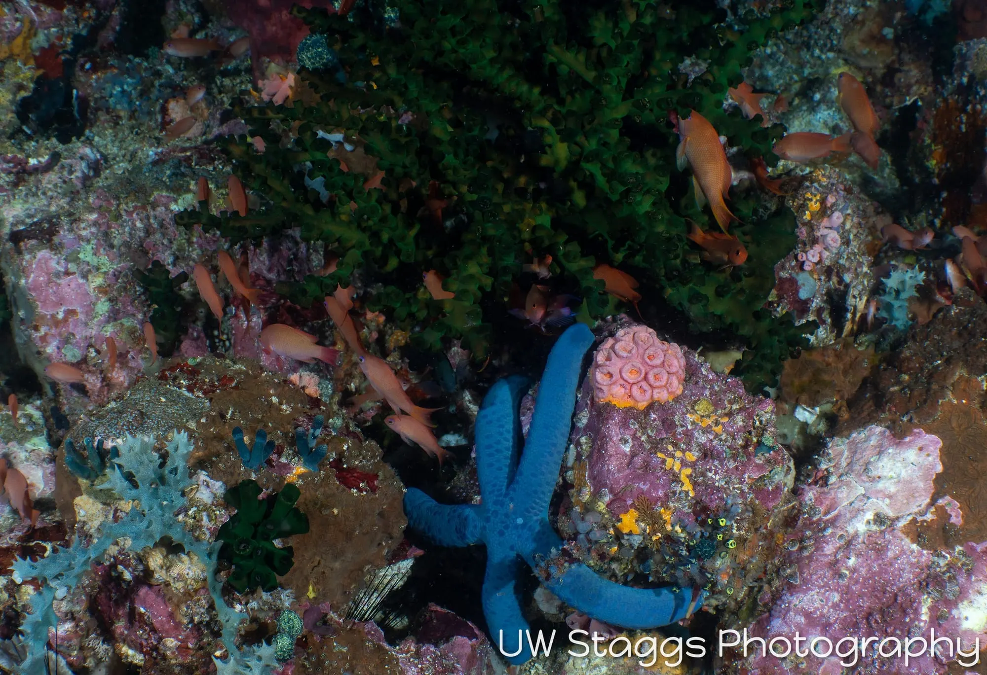 Coral Atoll — Anilao, Philippines