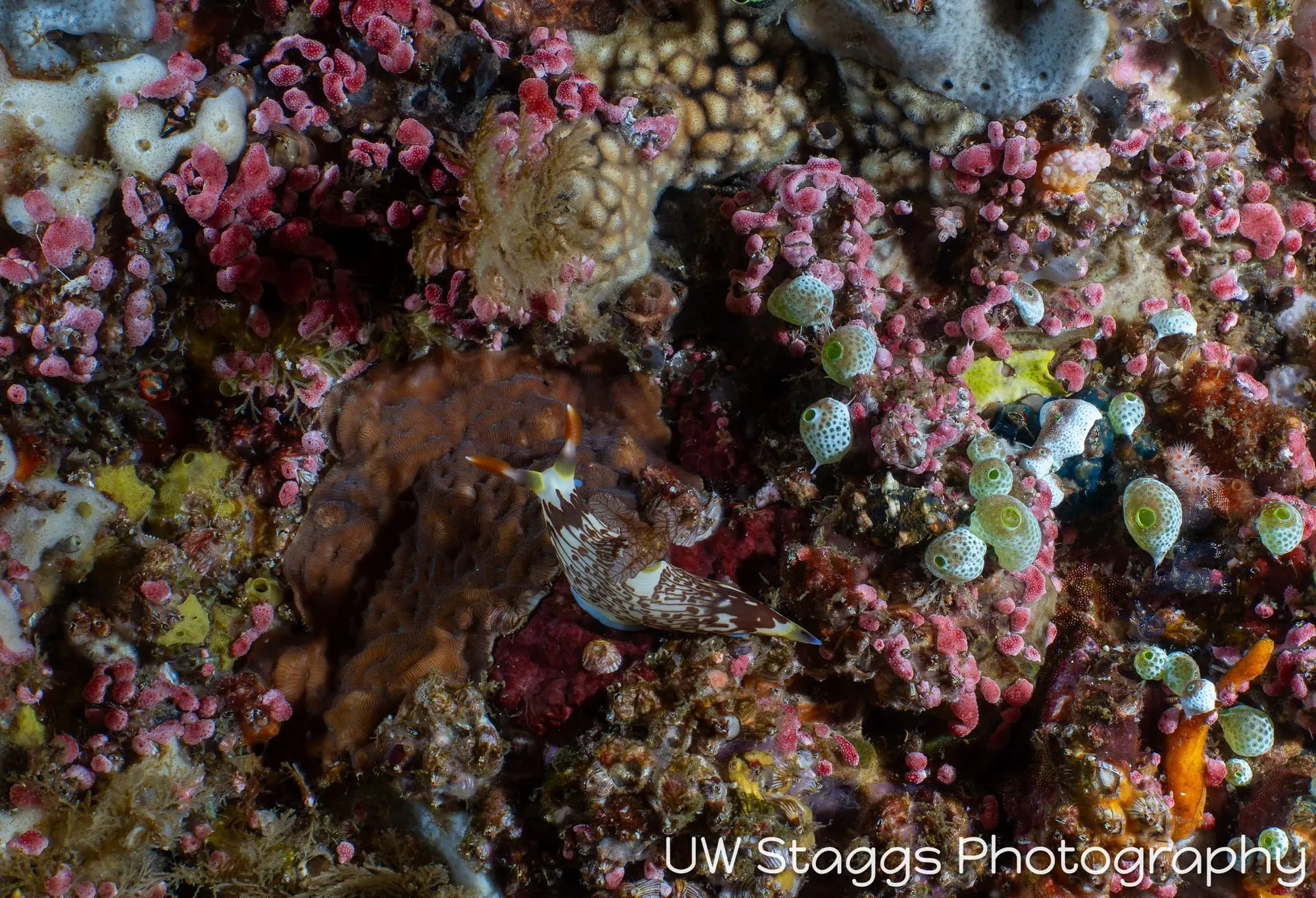 Coral Atoll — Anilao, Philippines