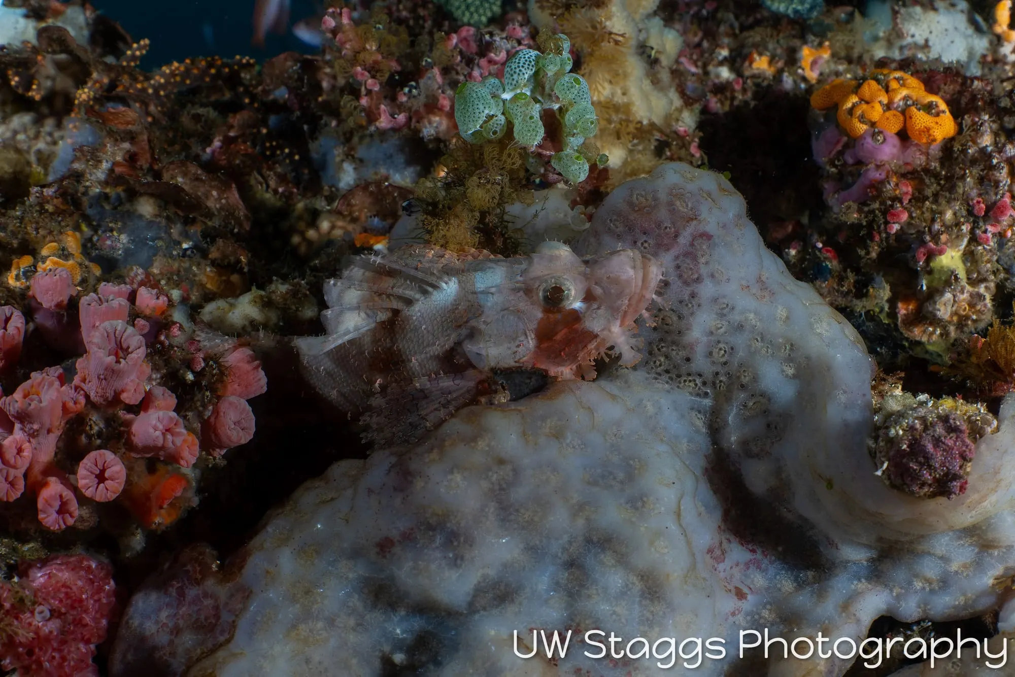 Lionfish — Anilao, Philippines