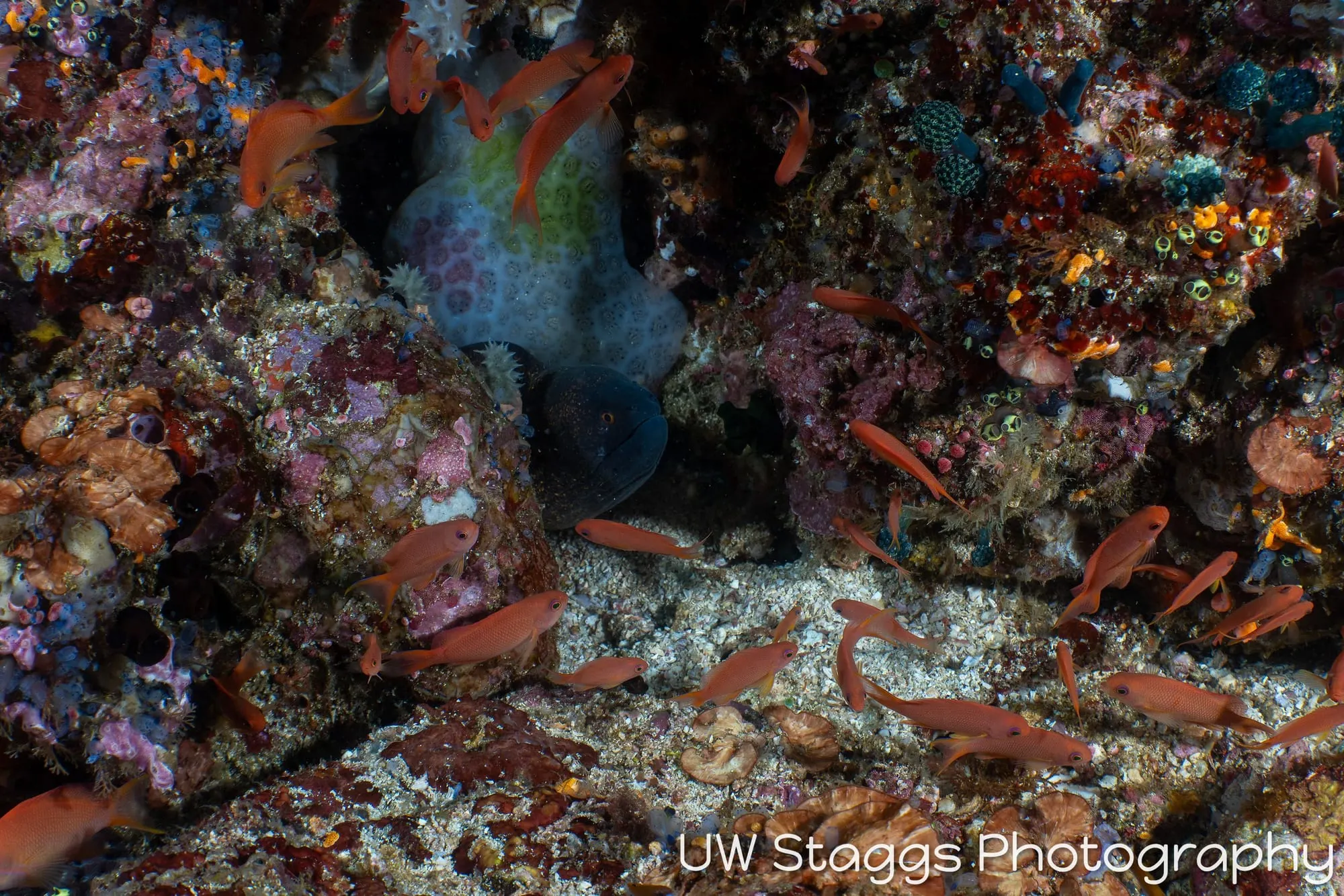 Tunicate — Anilao, Philippines