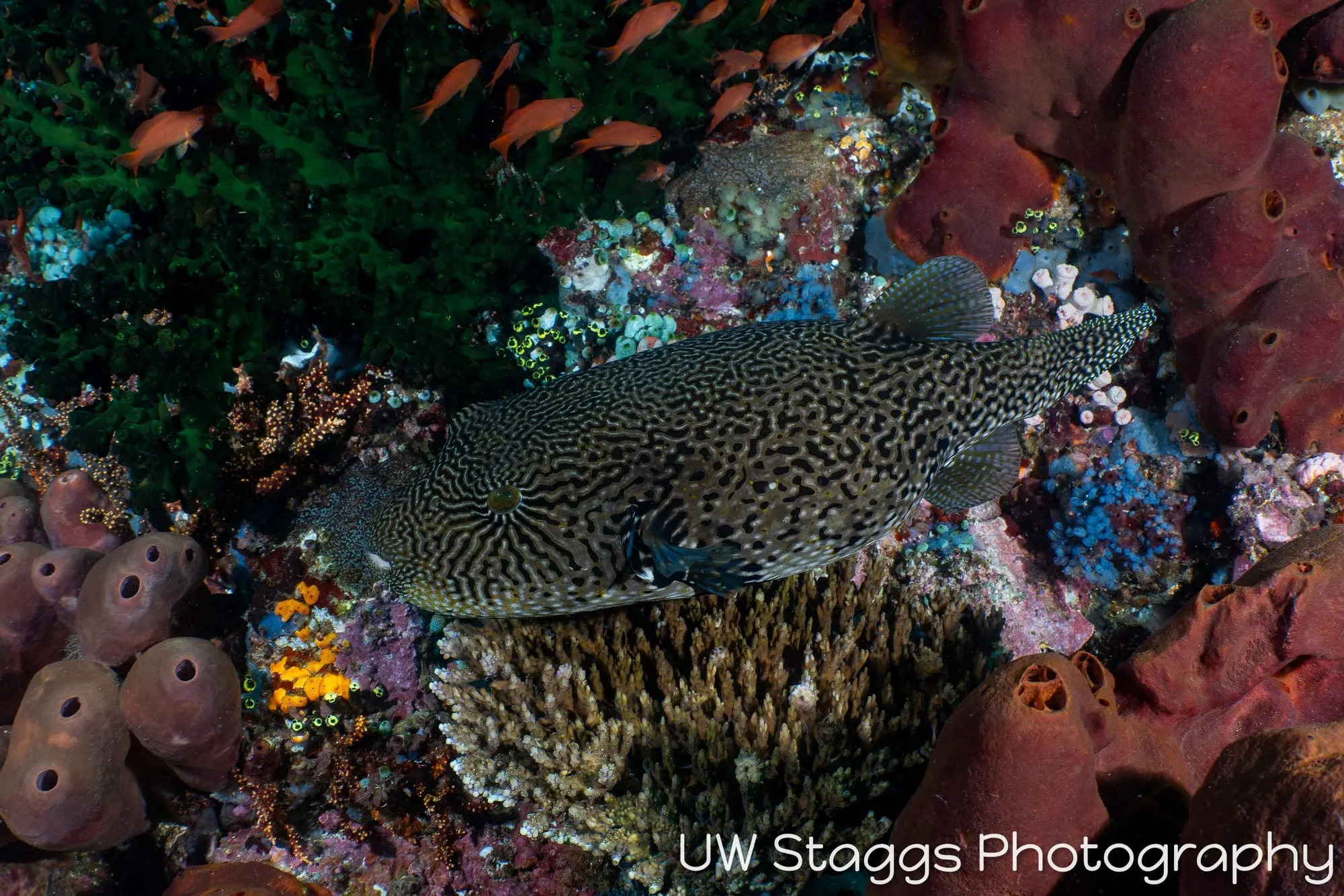 Coral Atoll — Anilao, Philippines