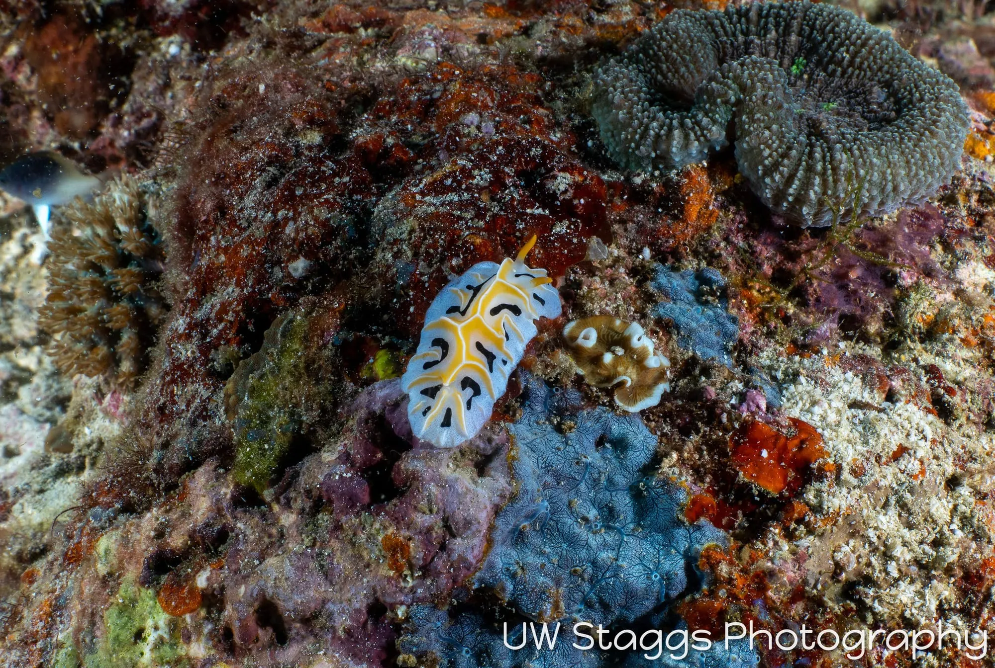 Tunicate — Anilao, Philippines