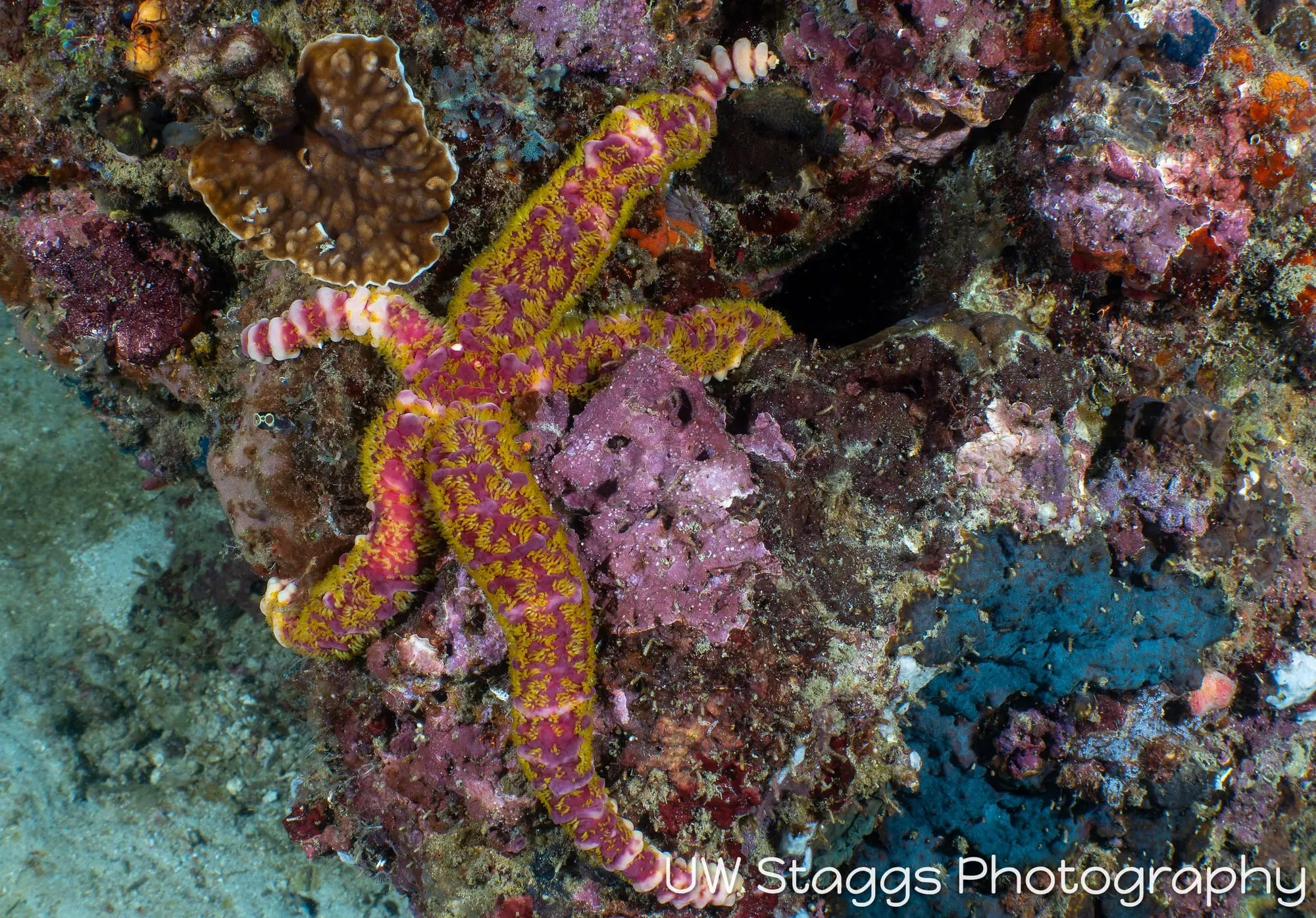 Octopus — Anilao, Philippines