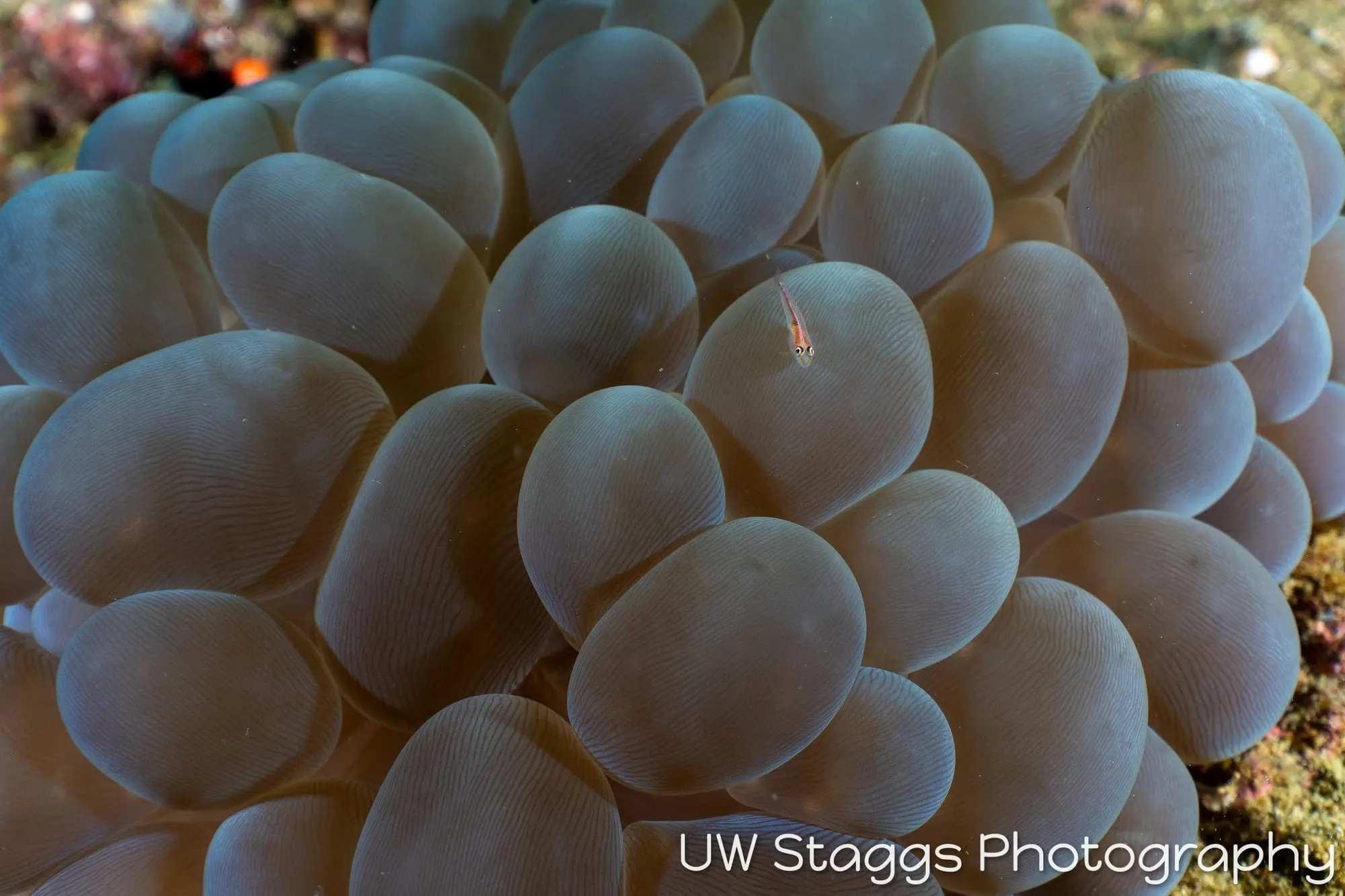Shrimp — Anilao, Philippines