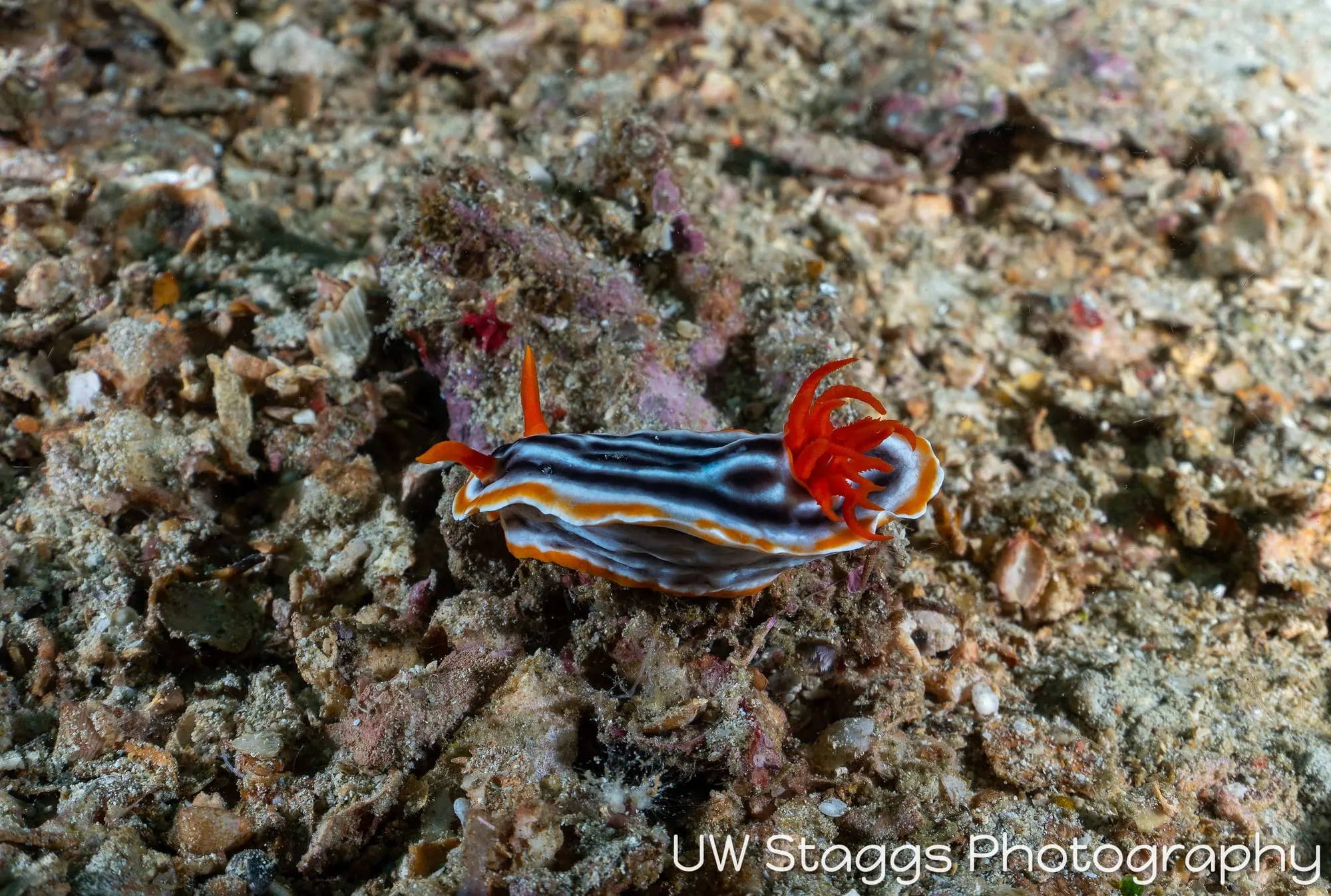 Tunicate — Anilao, Philippines