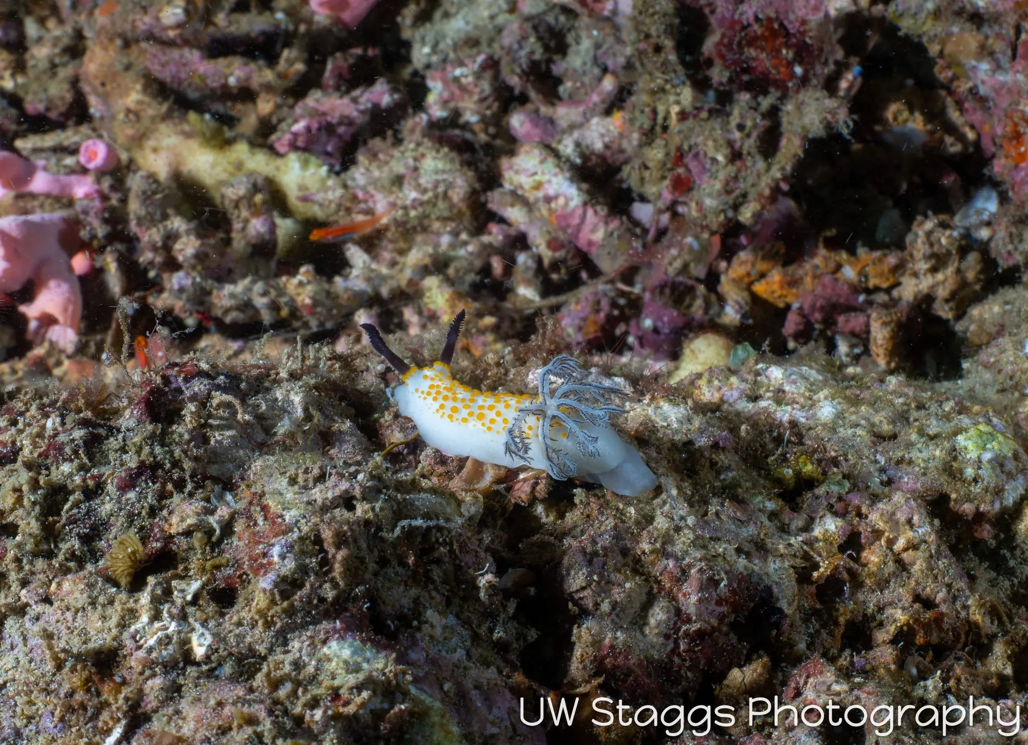 Tunicate — Anilao, Philippines