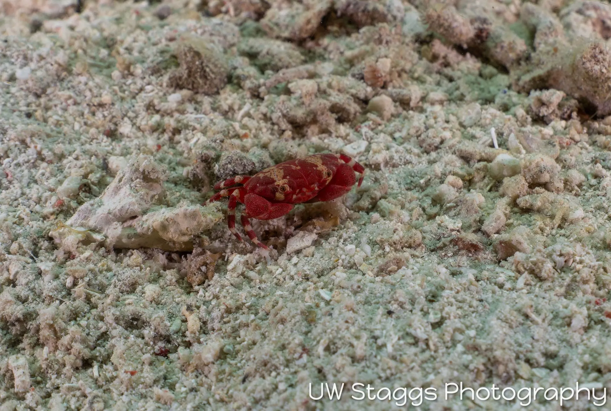 Crab — Anilao, Philippines