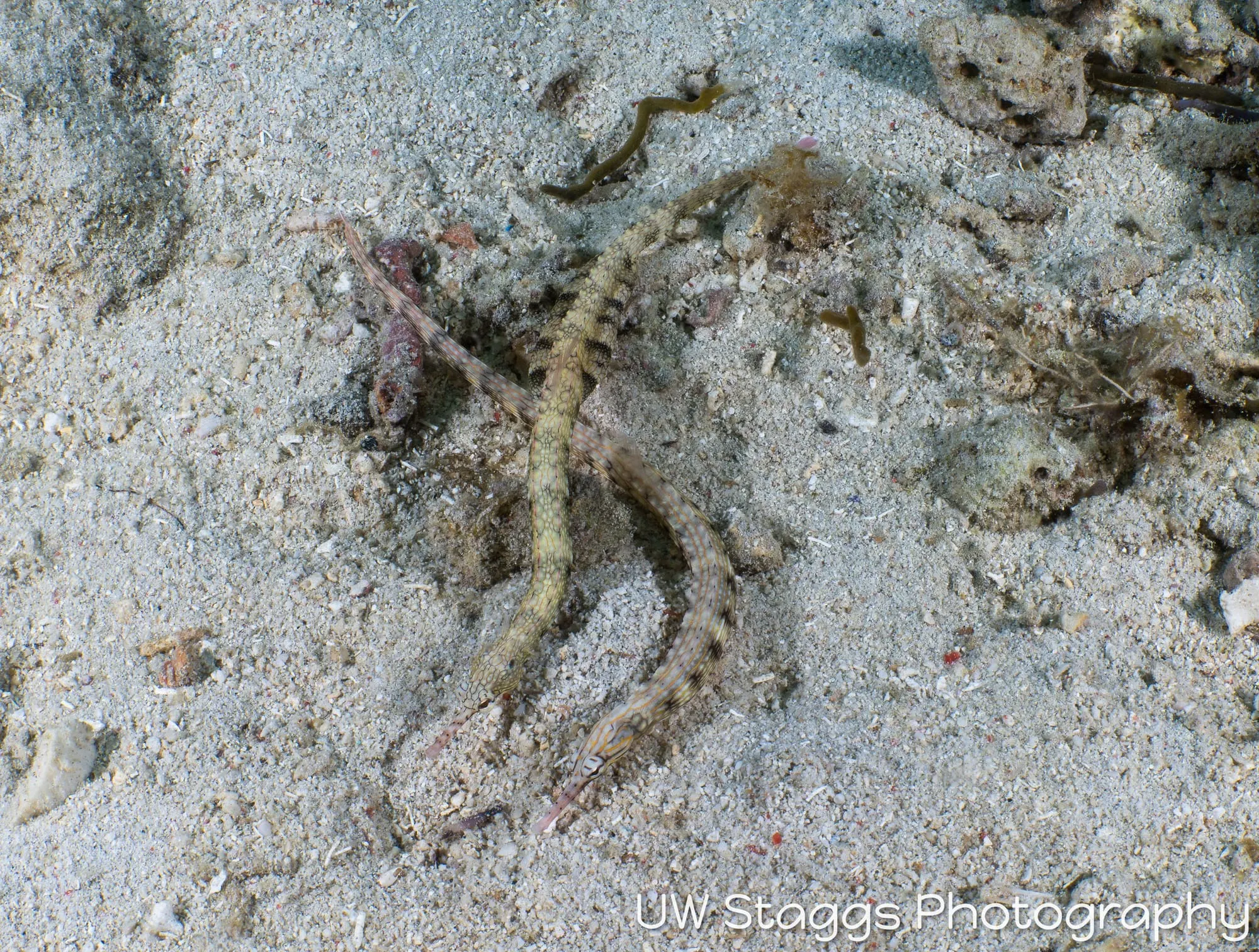 Seahorse — Anilao, Philippines