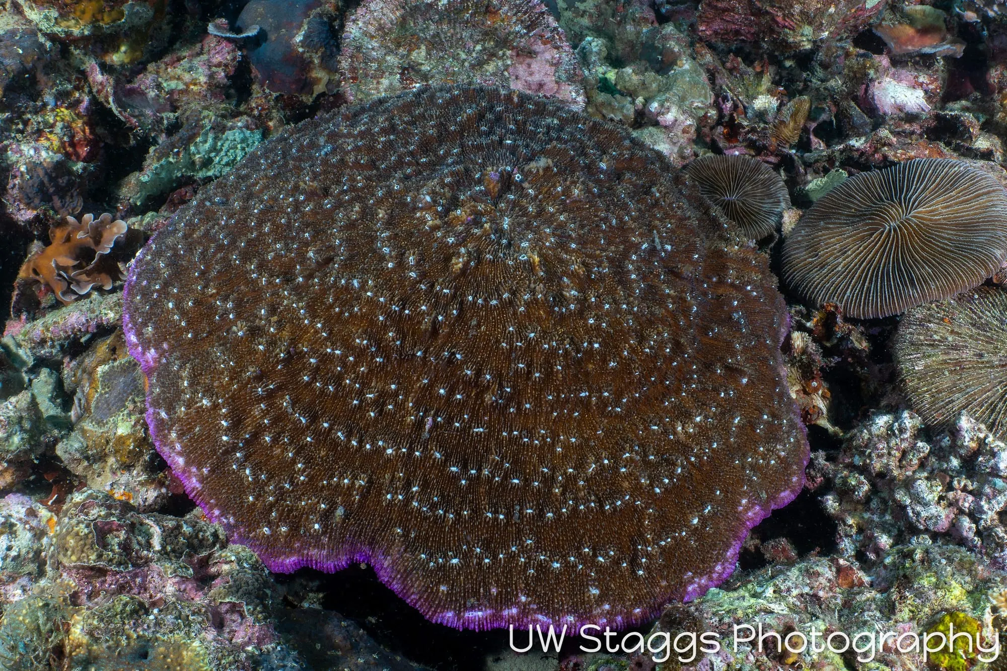 Coral Atoll — Anilao, Philippines