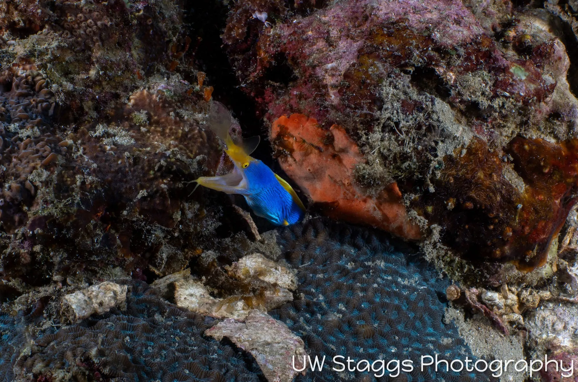 Tunicate — Anilao, Philippines