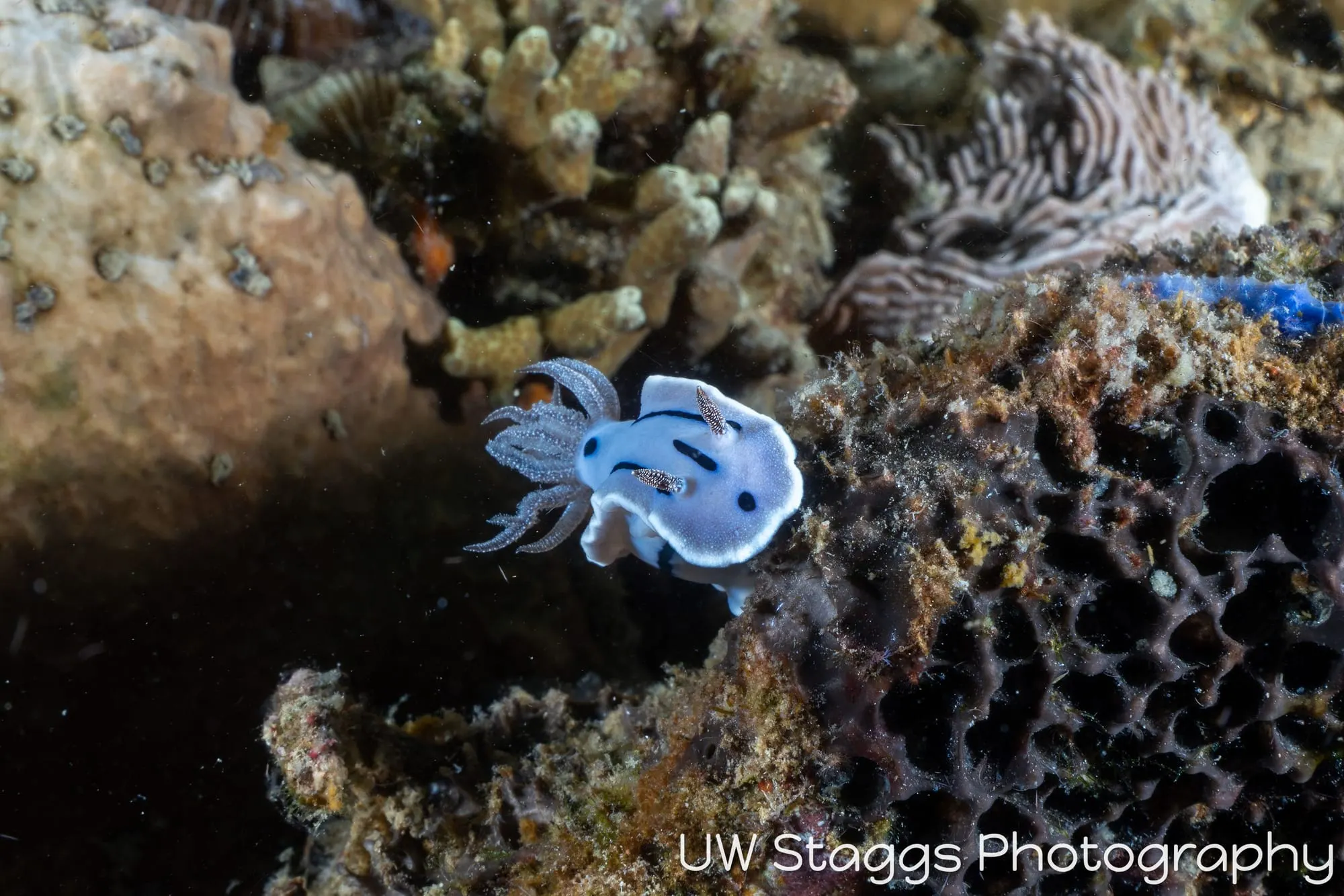 Reef Scene — Anilao, Philippines