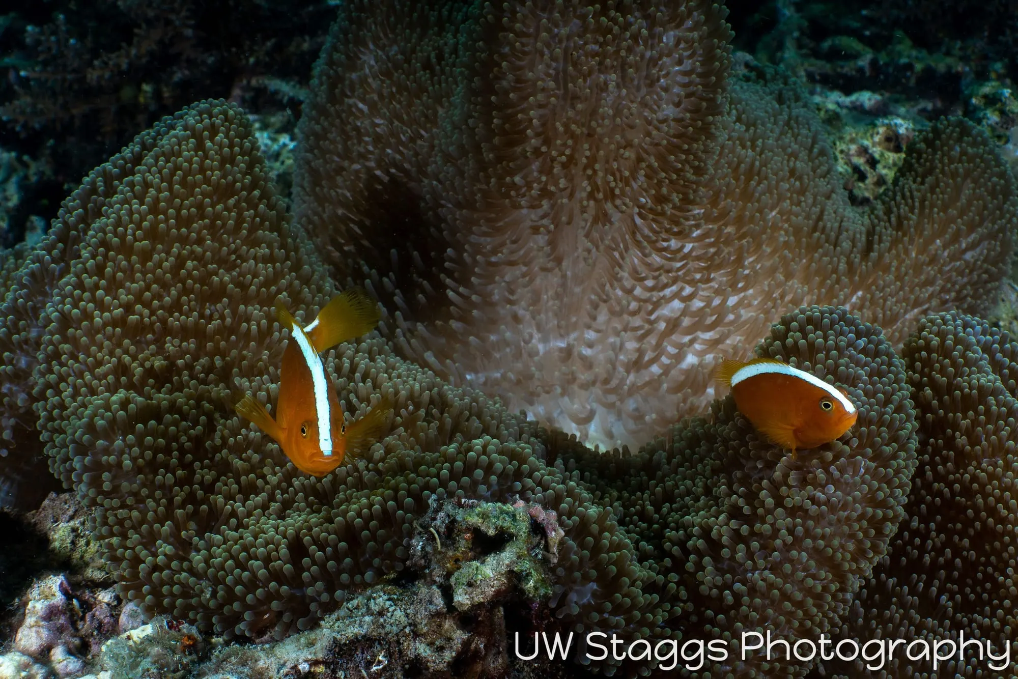 Coral Atoll — Anilao, Philippines