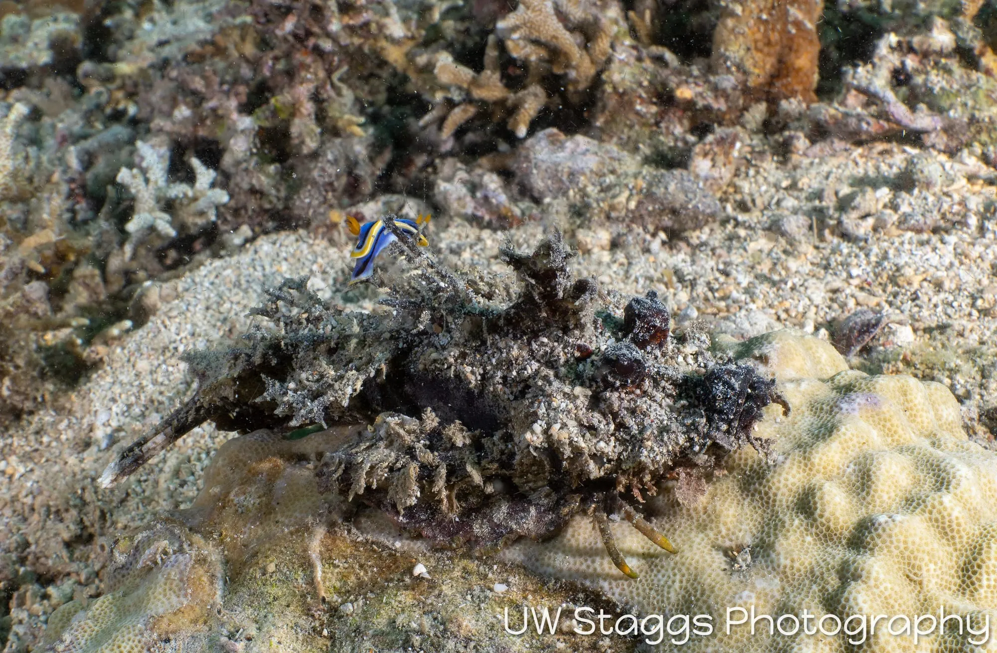 Lionfish — Anilao, Philippines