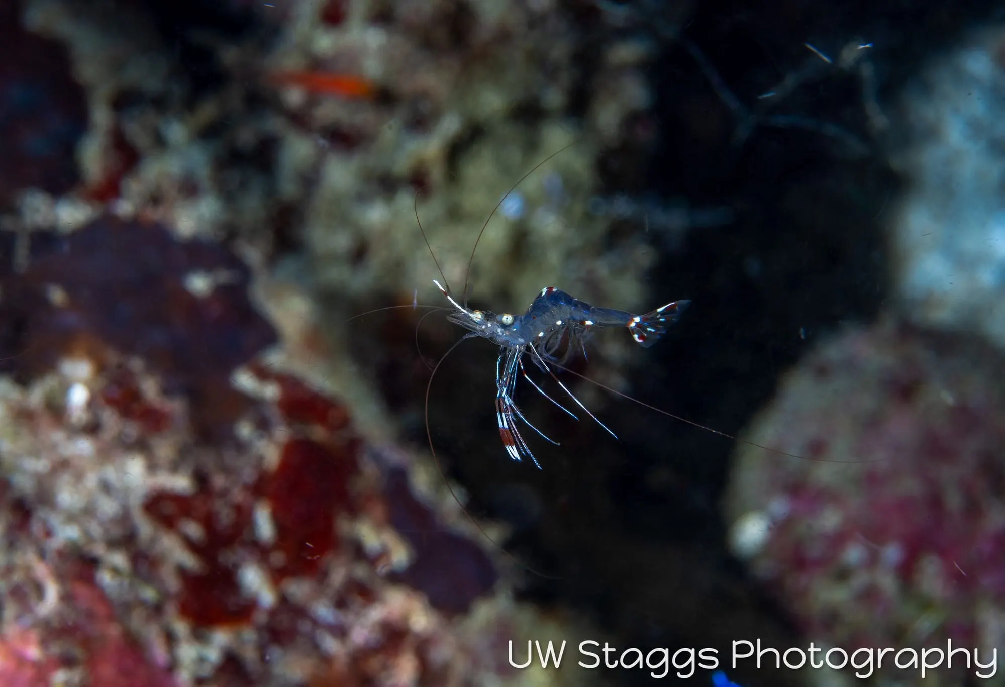 Shrimp — Anilao, Philippines