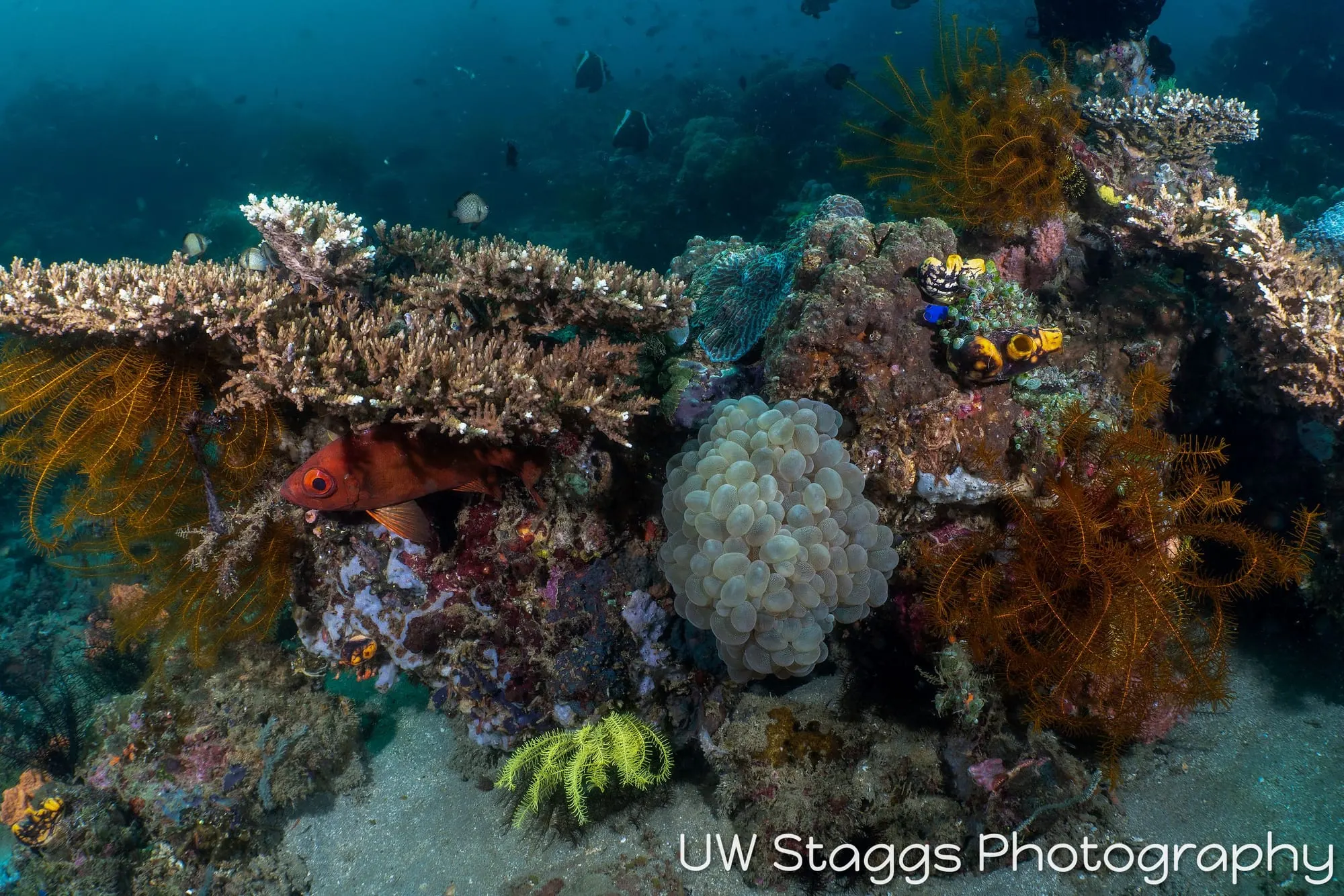 Coral Atoll — Anilao, Philippines