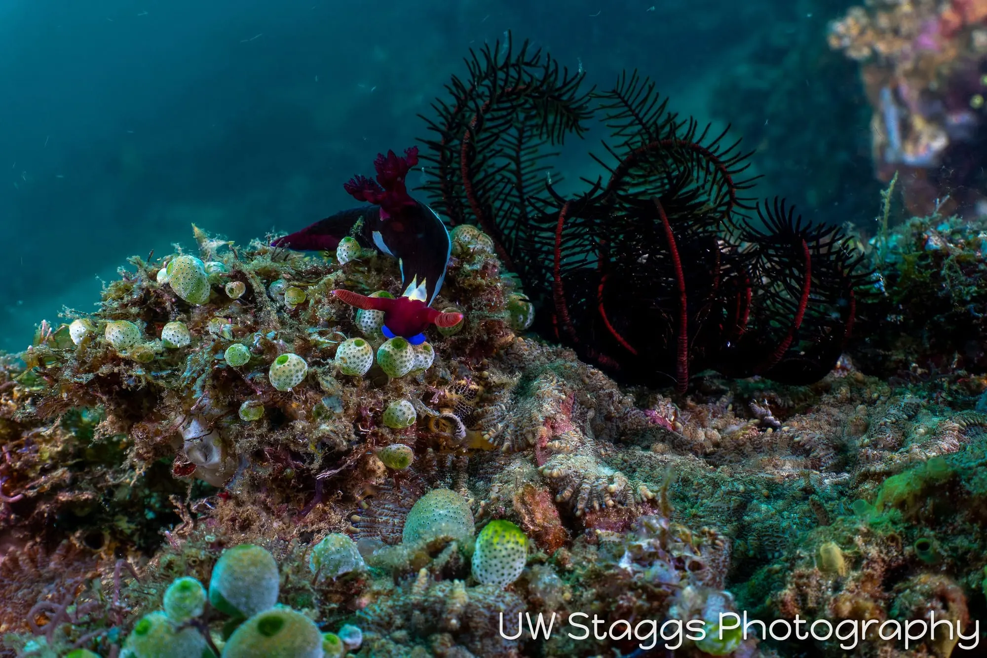 Tunicate — Anilao, Philippines