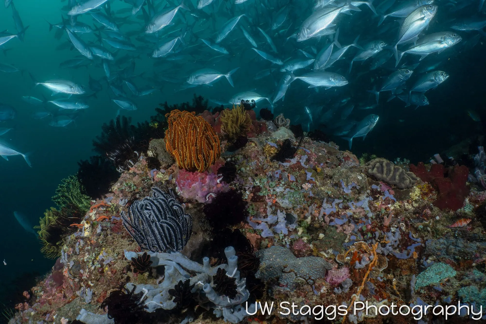 Coral Atoll — Anilao, Philippines