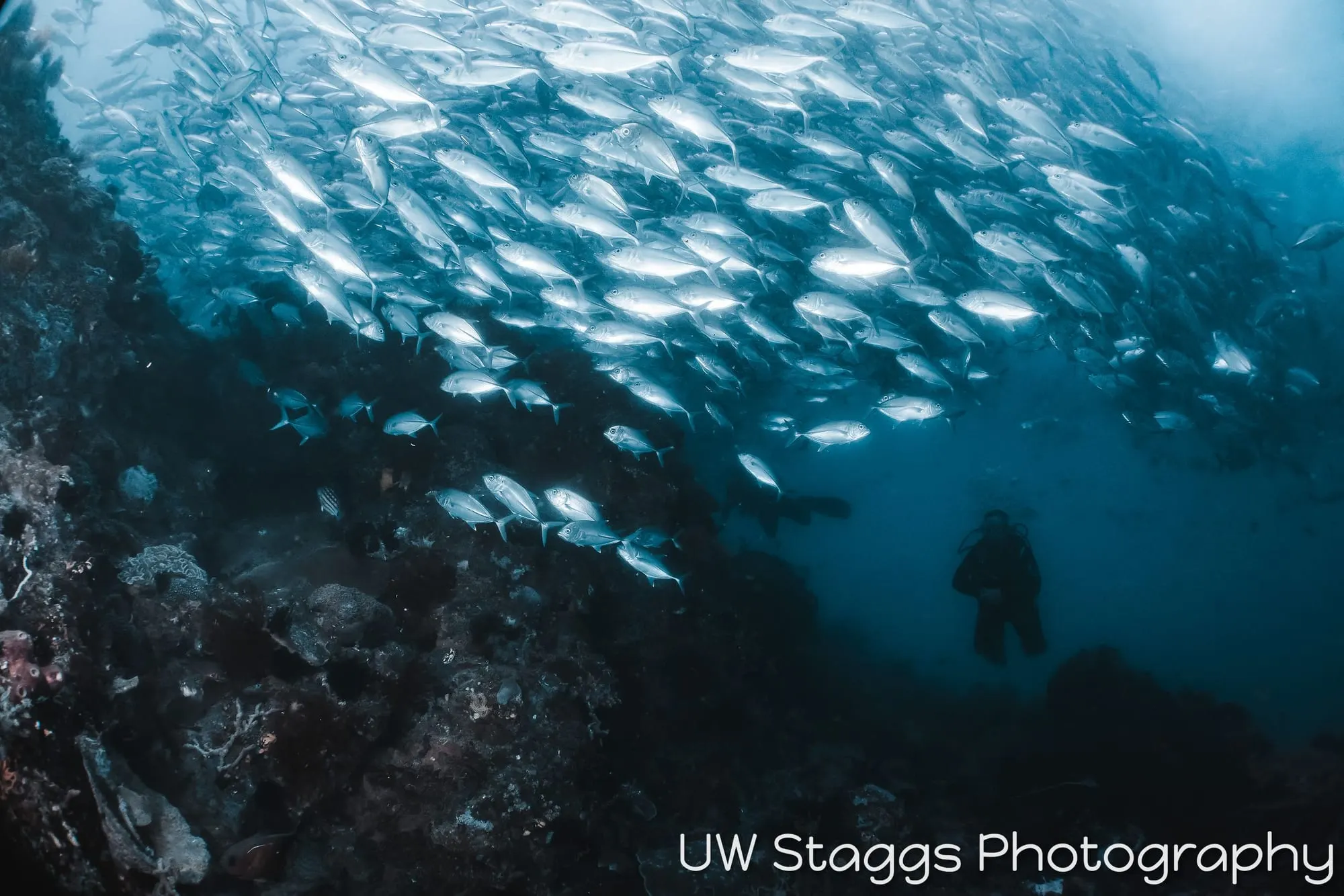 Reef Scene — Anilao, Philippines