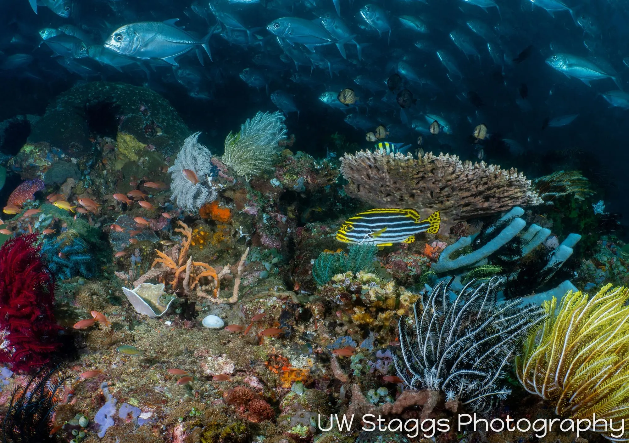 Coral Atoll — Anilao, Philippines