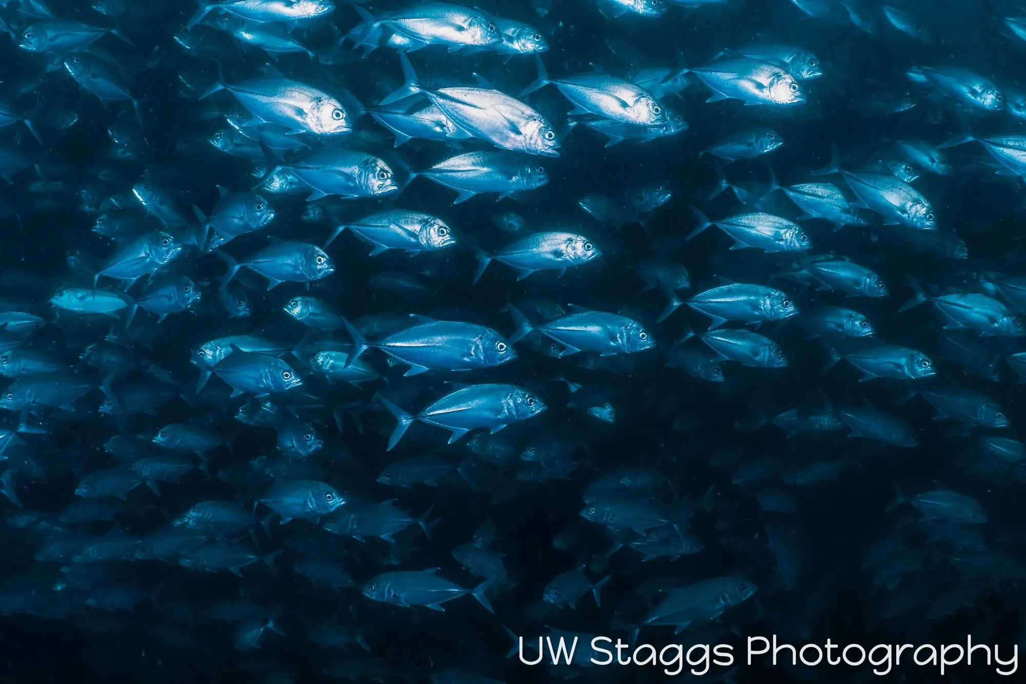 Tuna — Anilao, Philippines