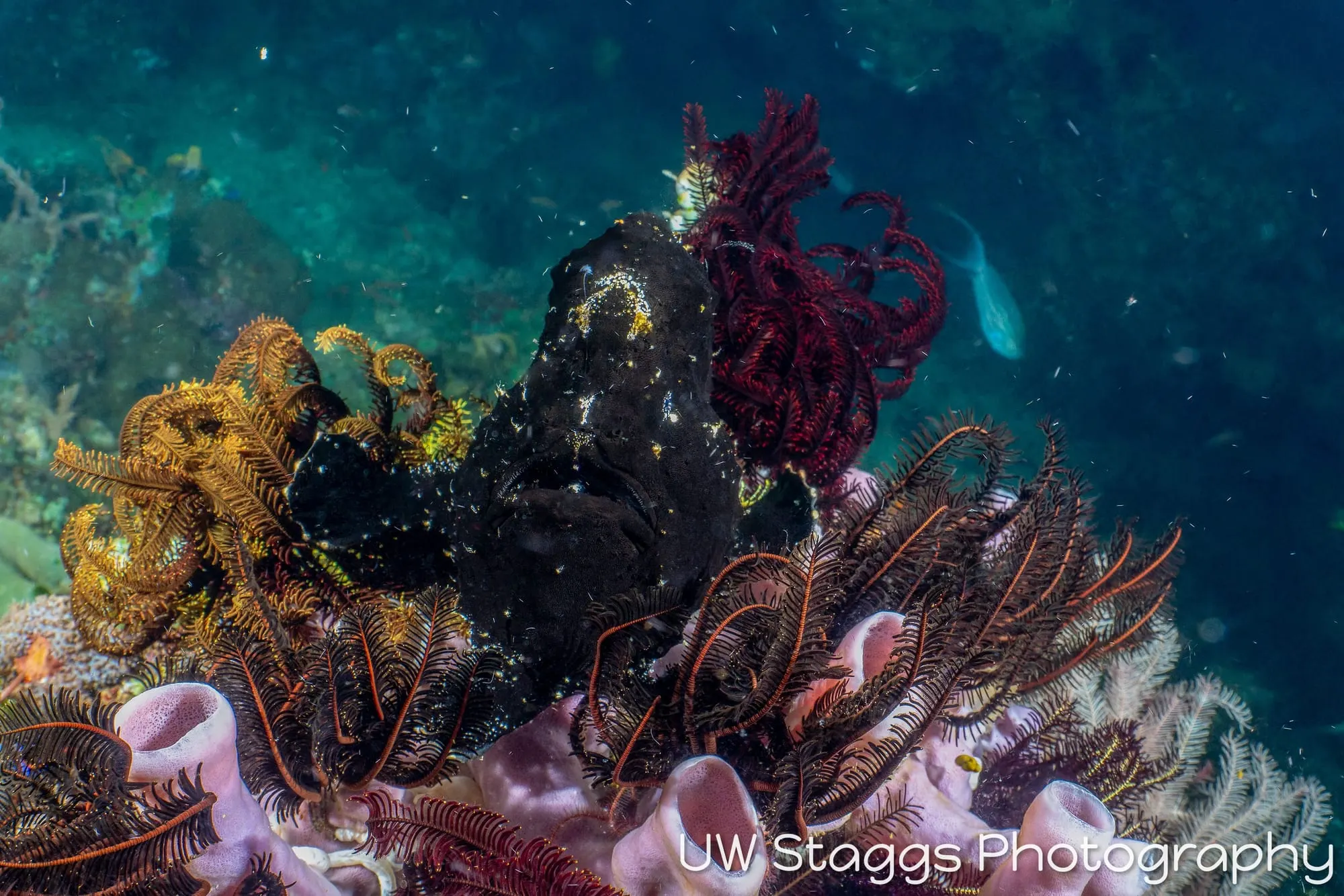 Tunicate — Anilao, Philippines
