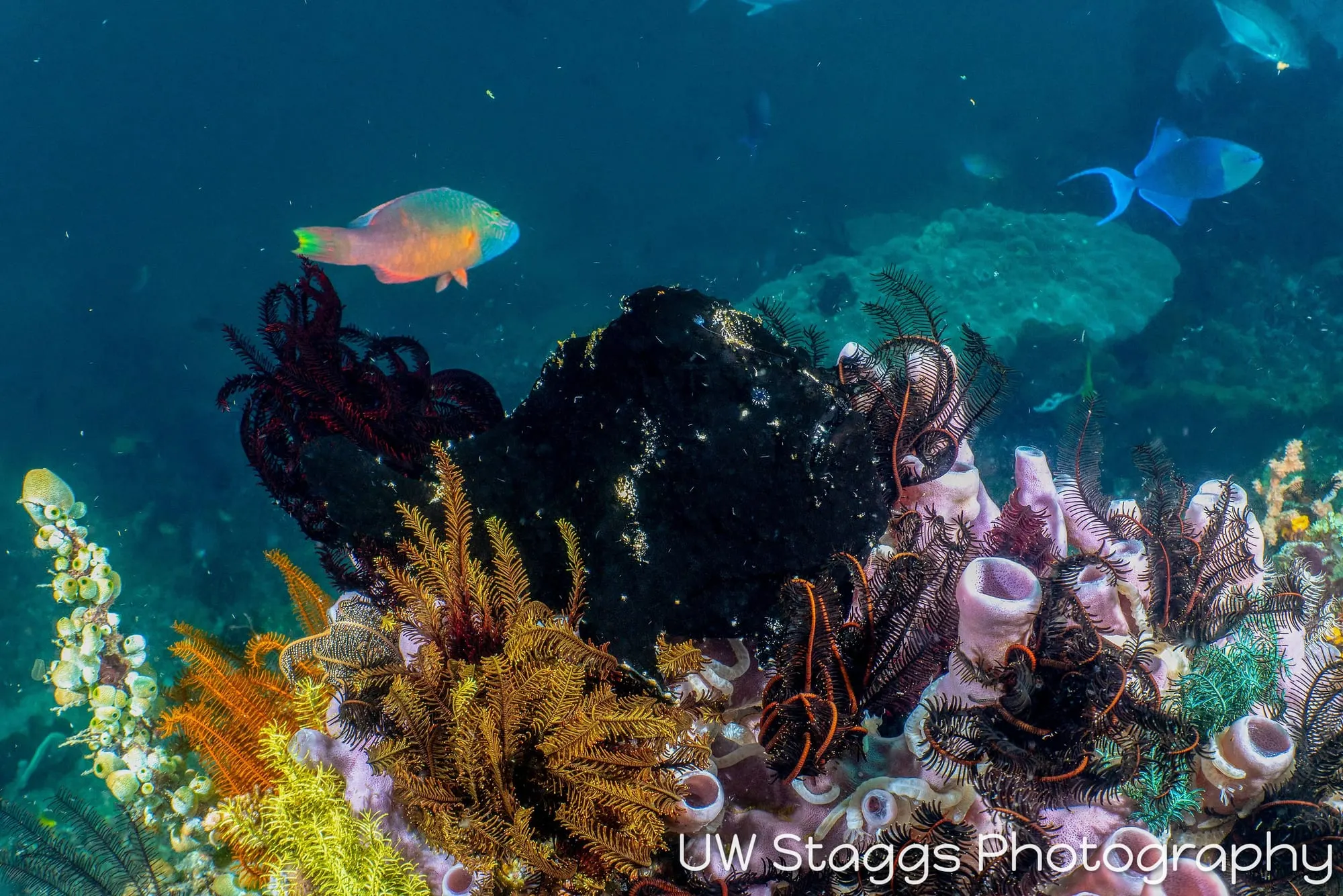 Tunicate — Anilao, Philippines