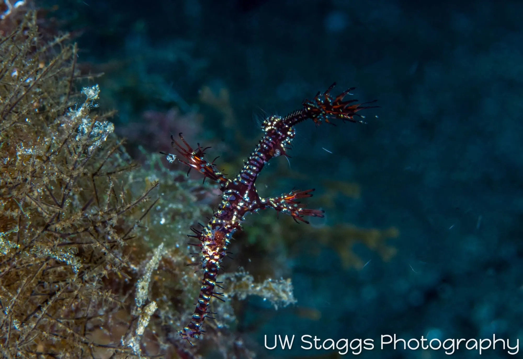 Seahorse — Anilao, Philippines