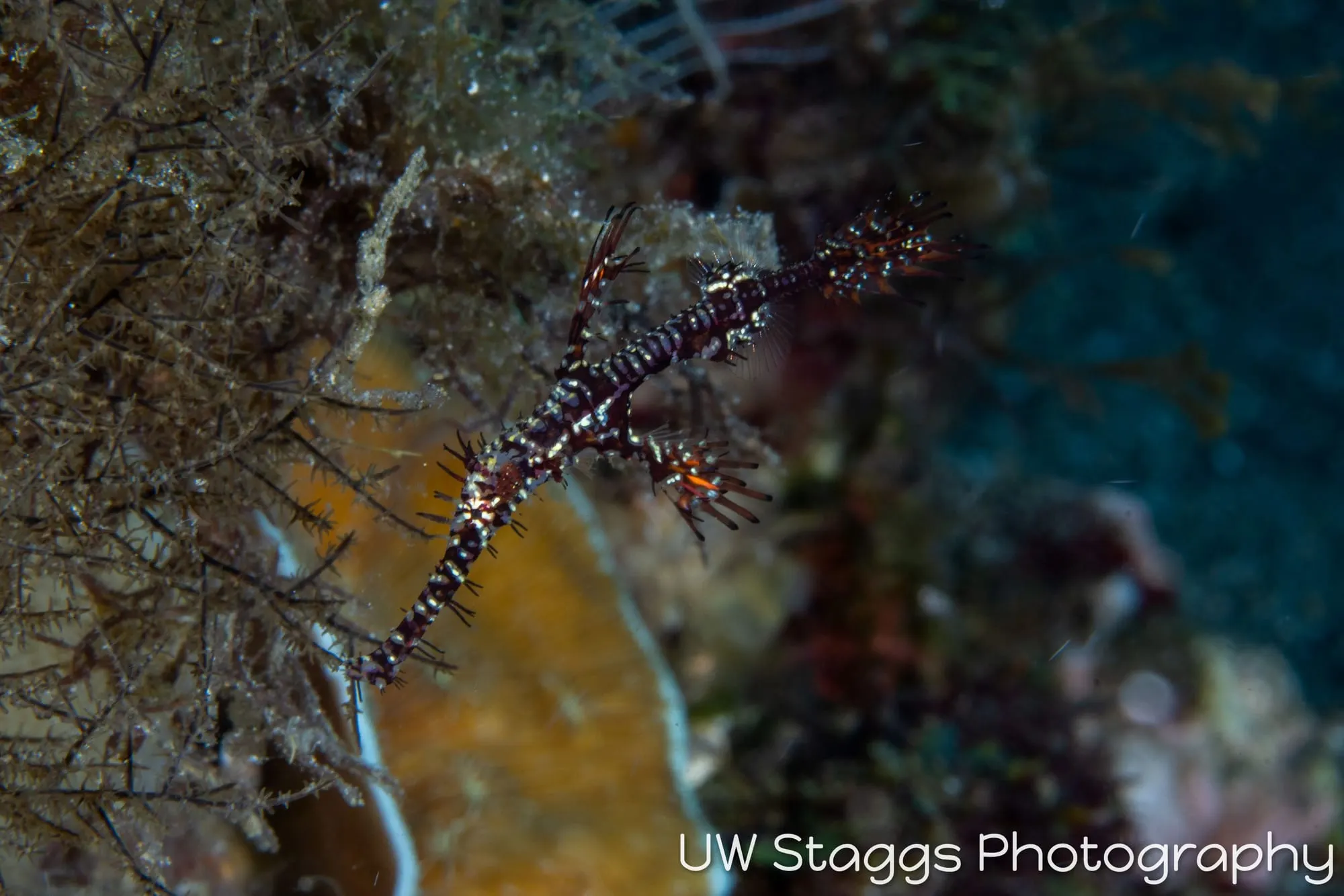 Seahorse — Anilao, Philippines