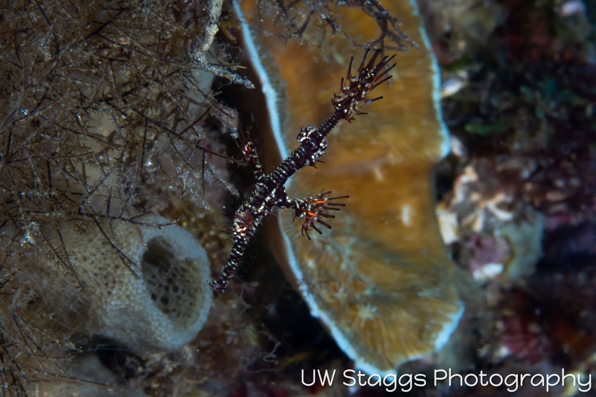 Seahorse — Anilao, Philippines
