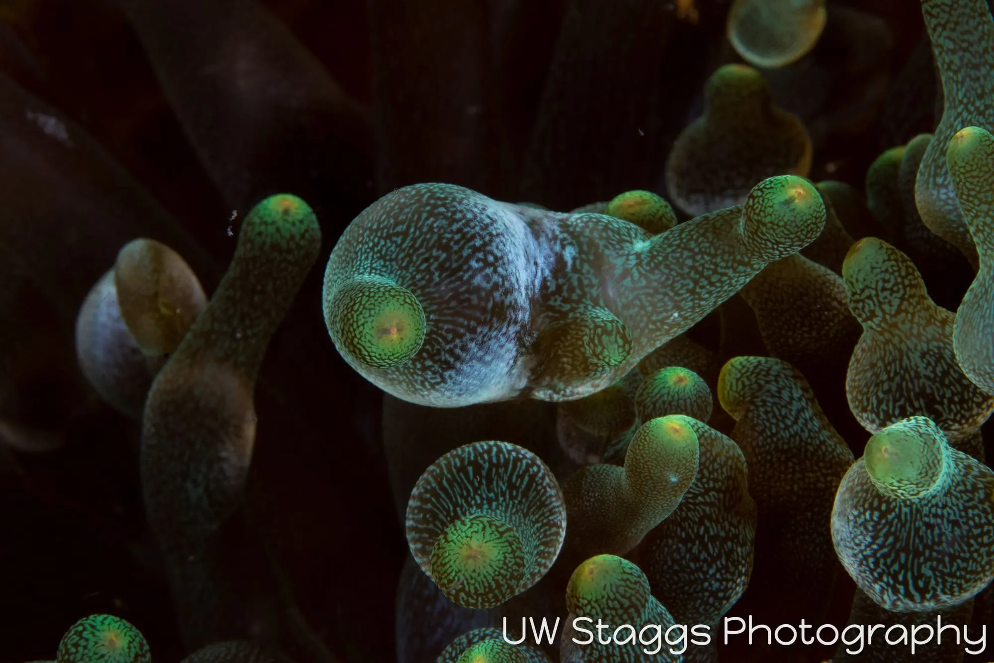 Tunicate — Anilao, Philippines